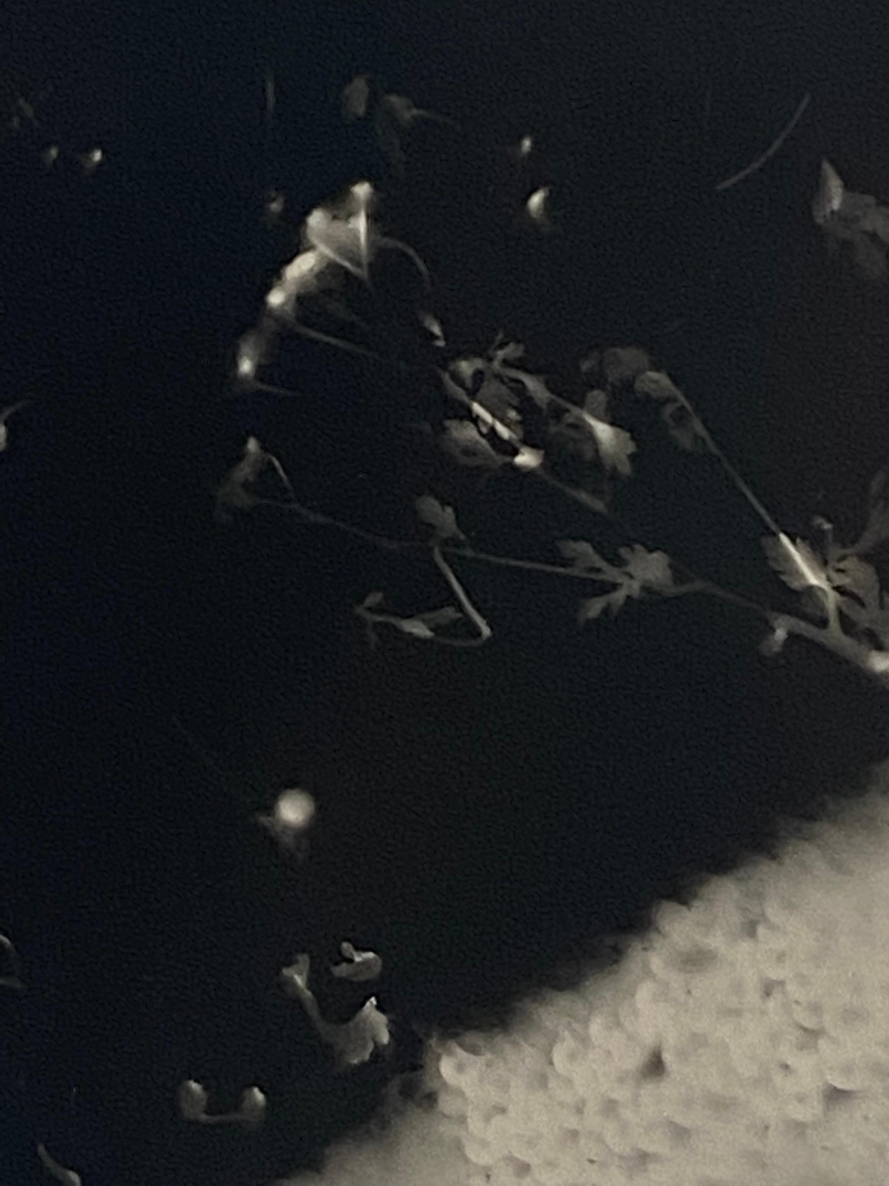 Dreaming in Sequins - einzigartiges zeitgenössisches Schwarzweiß-Fotogramm in Silbergelatine (Zeitgenössisch), Photograph, von Kimberly Schneider Photography