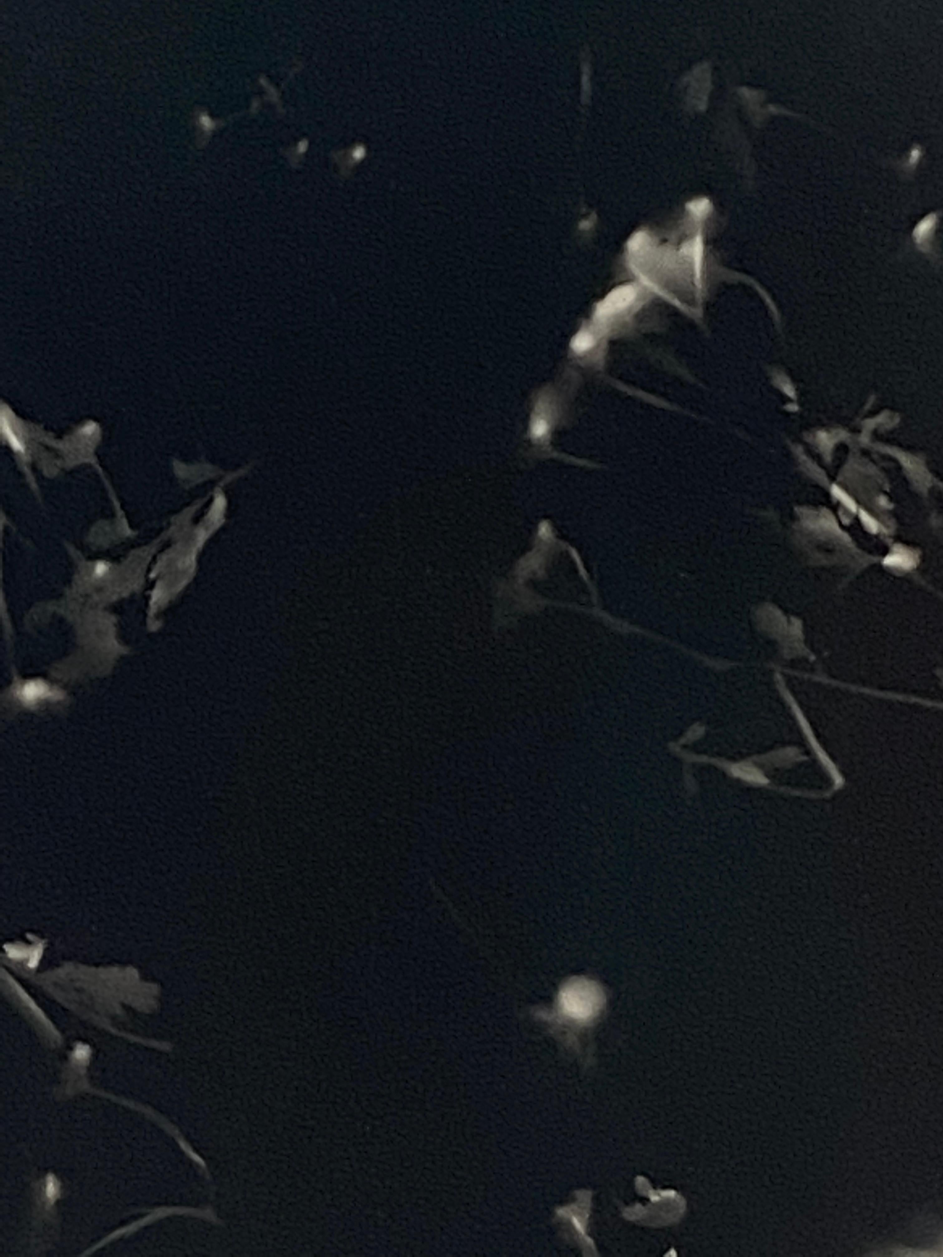 Dreaming in Sequins - einzigartiges zeitgenössisches Schwarzweiß-Fotogramm in Silbergelatine im Angebot 1
