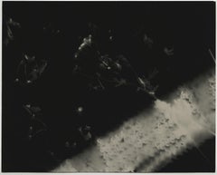 Whiting in Sequins- photogramme unique à la gélatine argentique contemporain en noir et blanc.