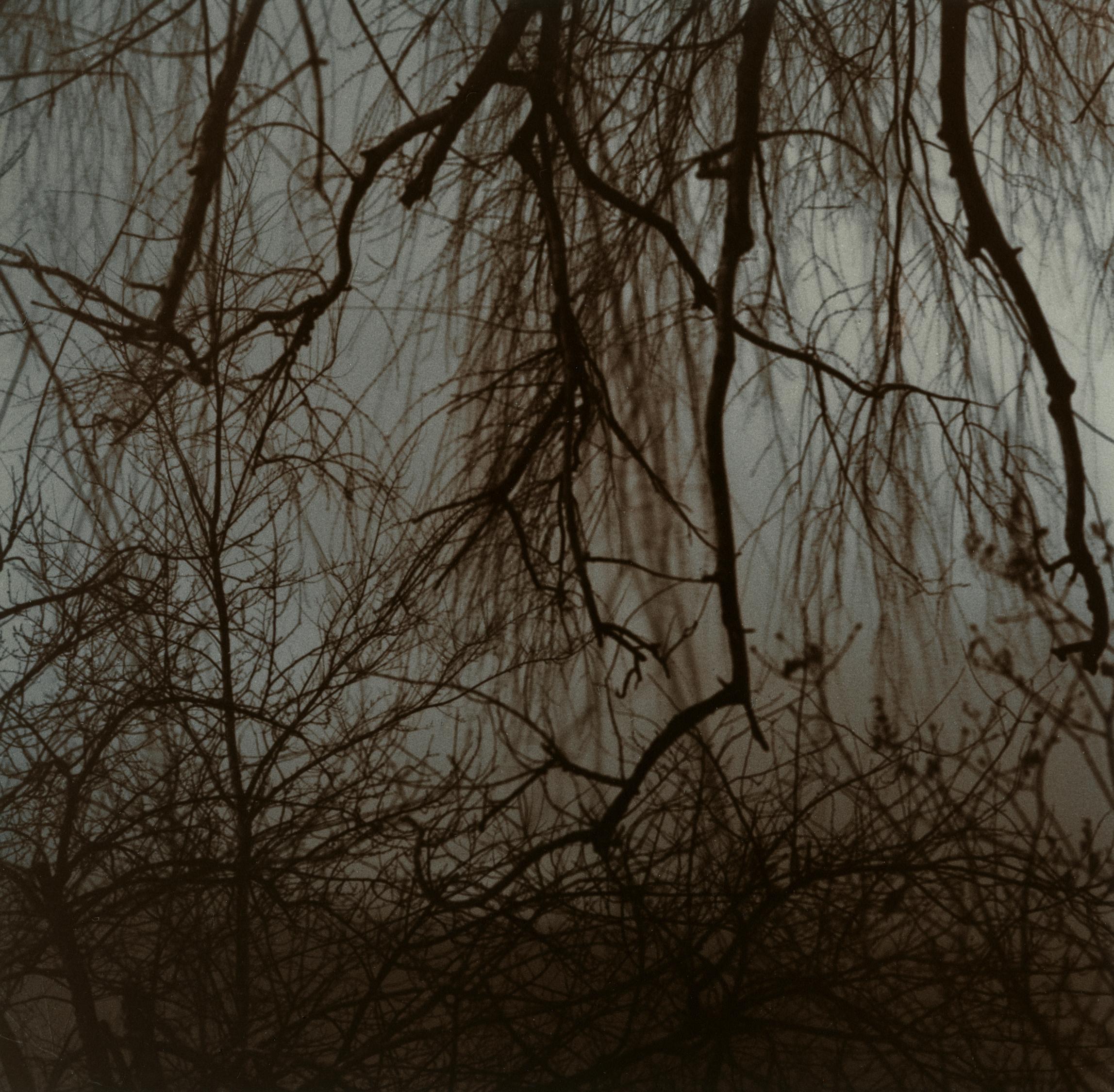 Kimberly Schneider Photography Landscape Photograph – Entanglement #2 – zeitgenössische Schwarz-Weiß-Film-Landschaftsfotografie 