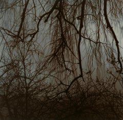 Entanglement #2- contemporary black and white film landscape photograph 