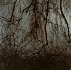 Entanglement #2- contemporary black and white film landscape photograph
