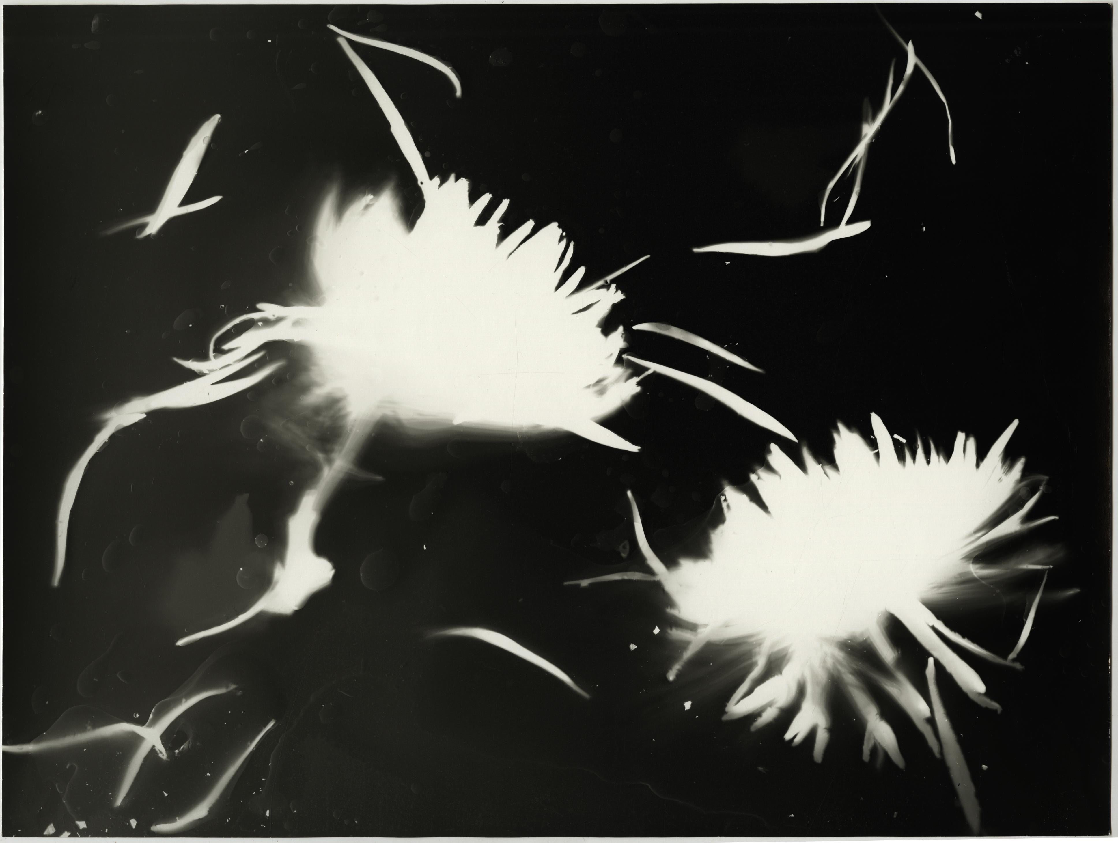 Kimberly Schneider Photography Black and White Photograph – Schwarz-Weiß-Blumen- Implosion – zeitgenössische abstrakte Blumenfotografie