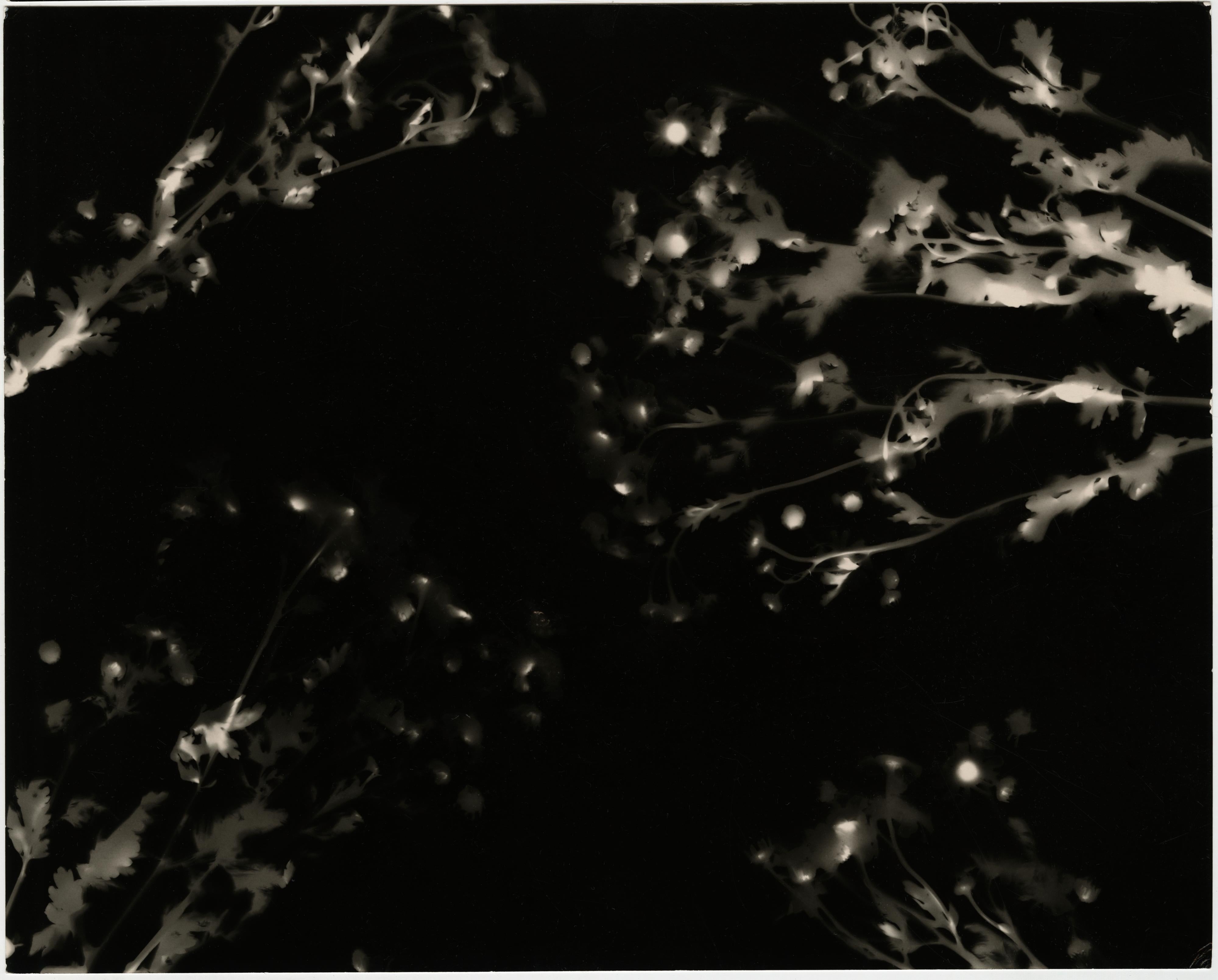 Kimberly Schneider Photography Black and White Photograph - From the Ashes - unique contemporary black and white abstract photogram