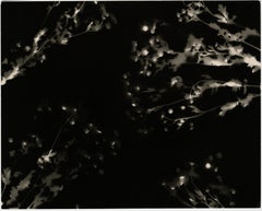 Aus den Aschenbechern – einzigartiges zeitgenössisches abstraktes Schwarz-Weiß-Fotogramm