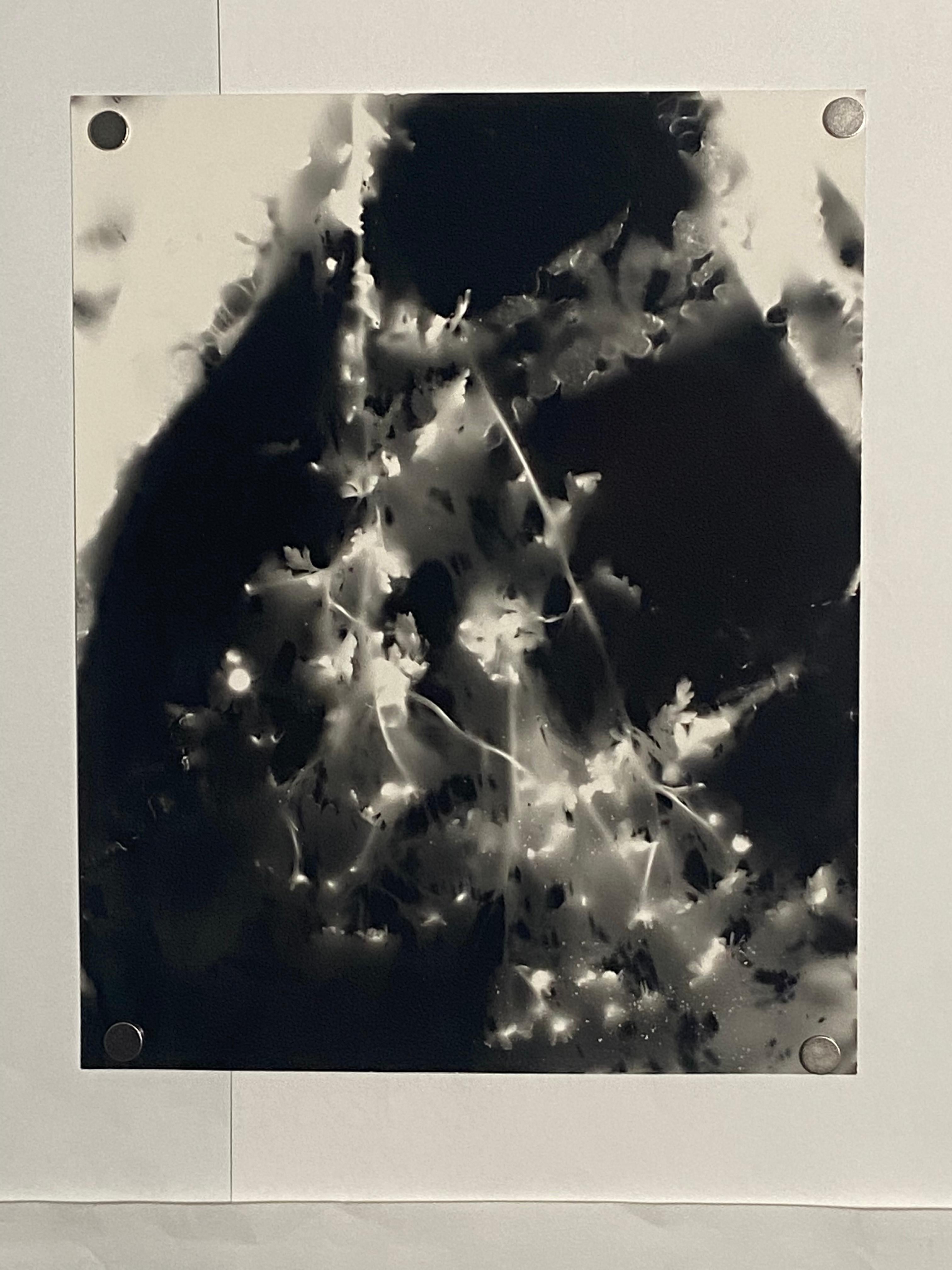 Hals- und Schultern-Fotogramm – einzigartiges abstraktes zeitgenössisches Silbergelatine-Fotogramm – Photograph von Kimberly Schneider Photography
