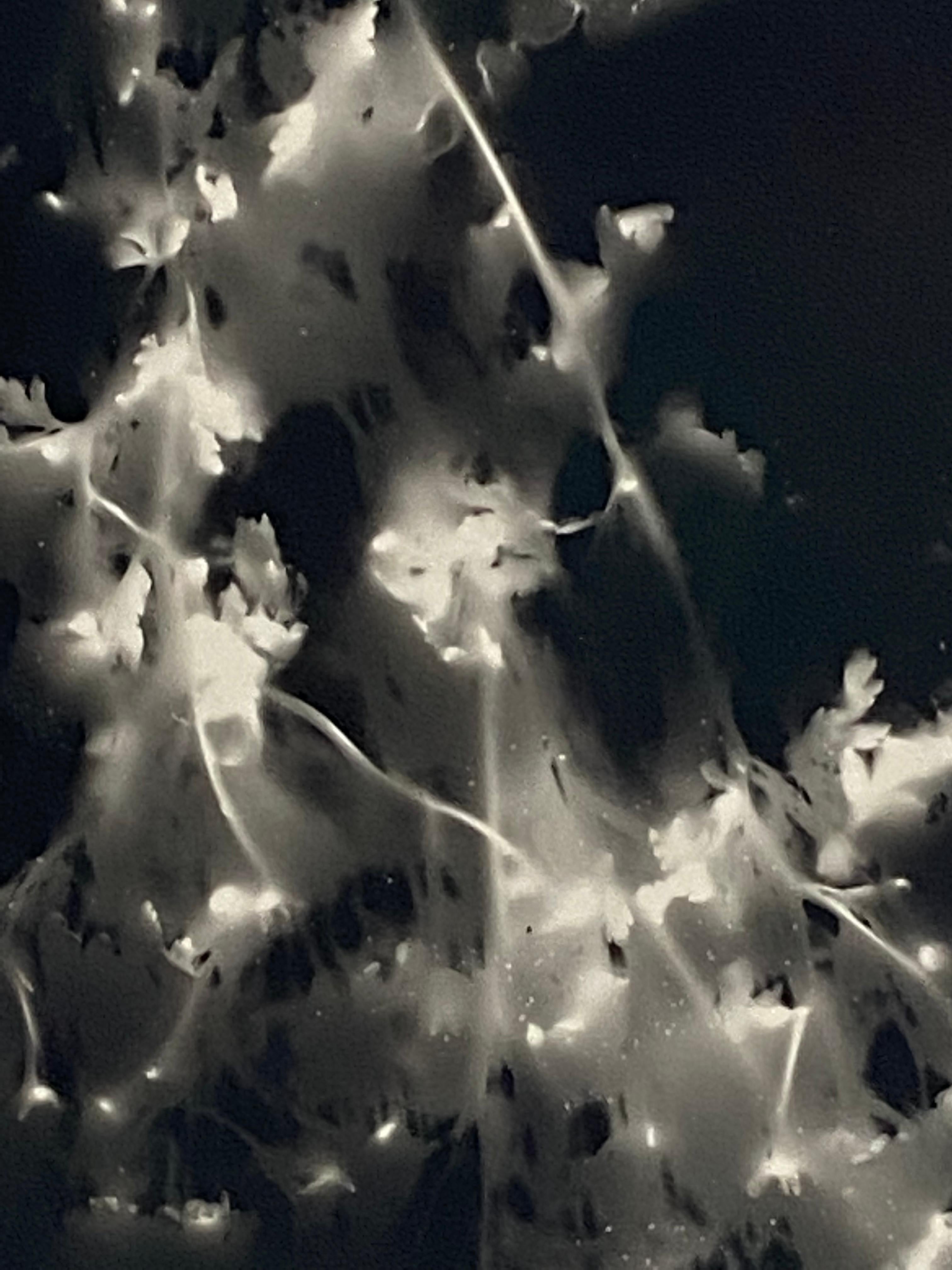 Hals- und Schultern-Fotogramm – einzigartiges abstraktes zeitgenössisches Silbergelatine-Fotogramm (Schwarz), Abstract Photograph, von Kimberly Schneider Photography