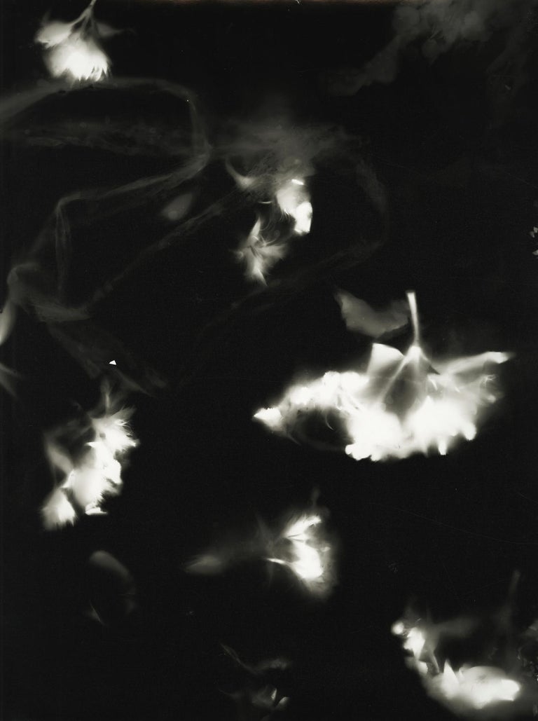 Kimberly Schneider Photography - Taurus - unique contemporary abstract ...