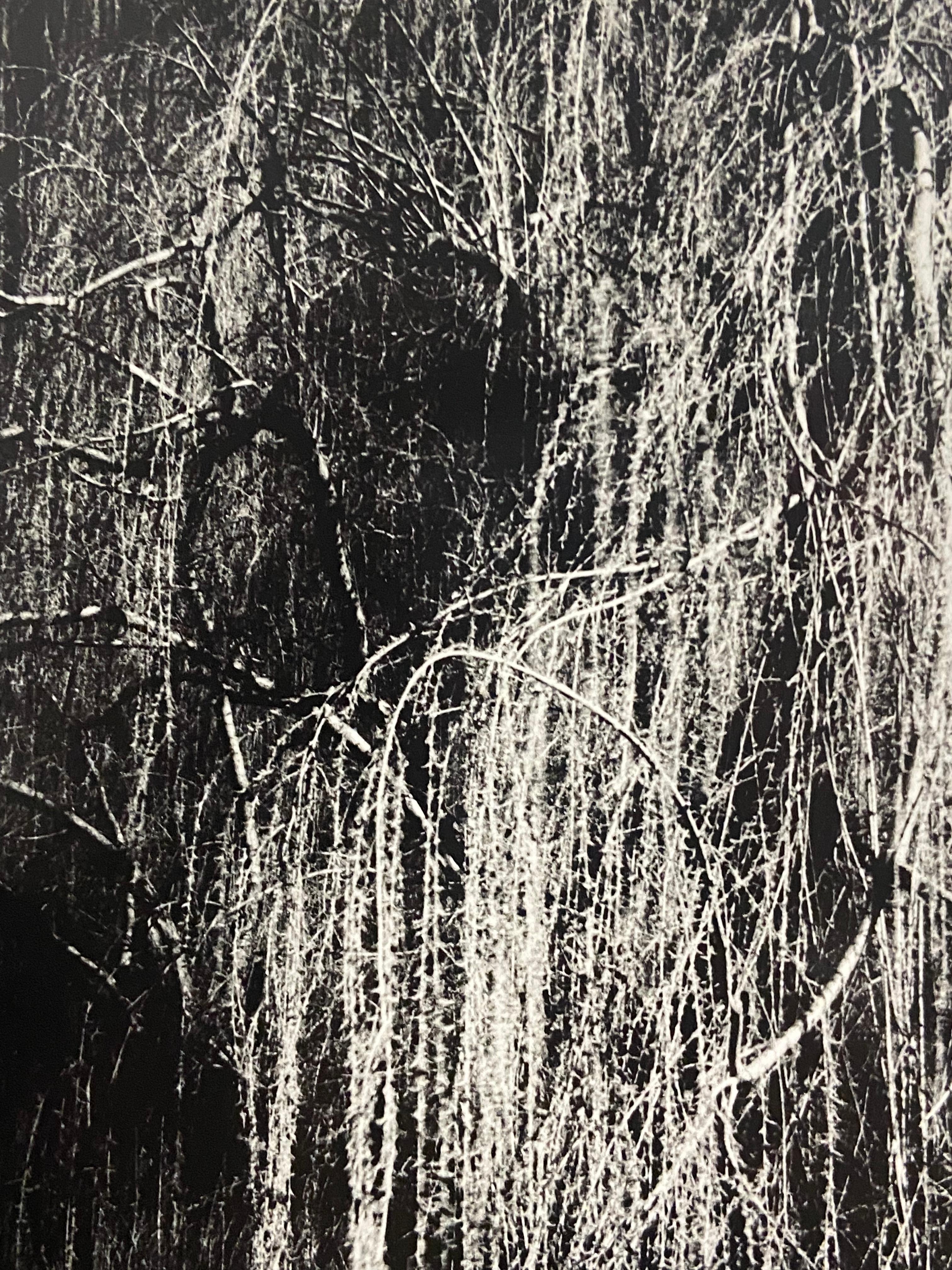 Willow #3 (Great Falls Park) – zeitgenössische Schwarz-Weiß-Landschaftsfotografie (Zeitgenössisch), Photograph, von Kimberly Schneider Photography