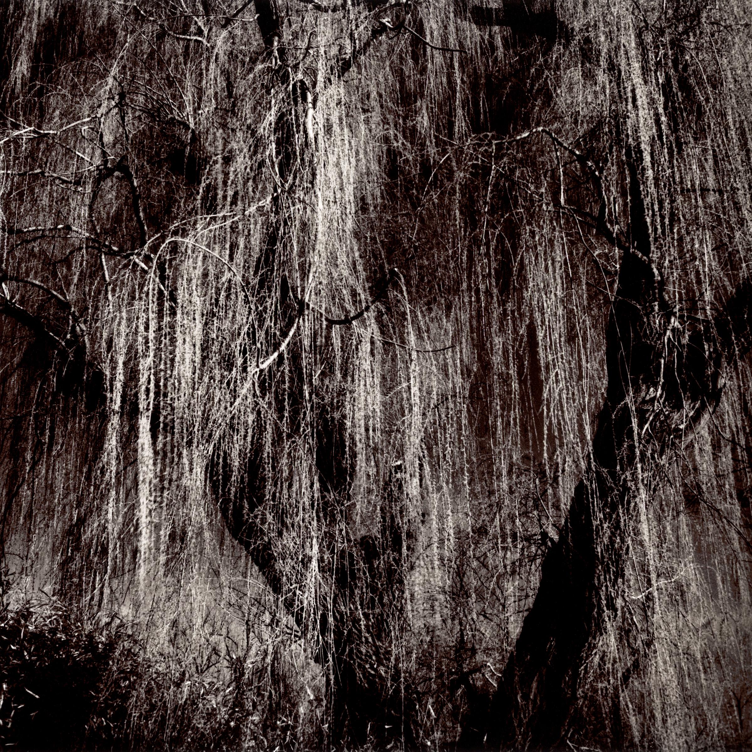 Willow #3 (Great Falls Park) - contemporary black and white landscape photograph