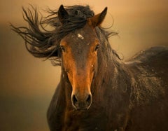 "Esperanza, " Contemporary Wild Horse Photograph, 24" x 36"