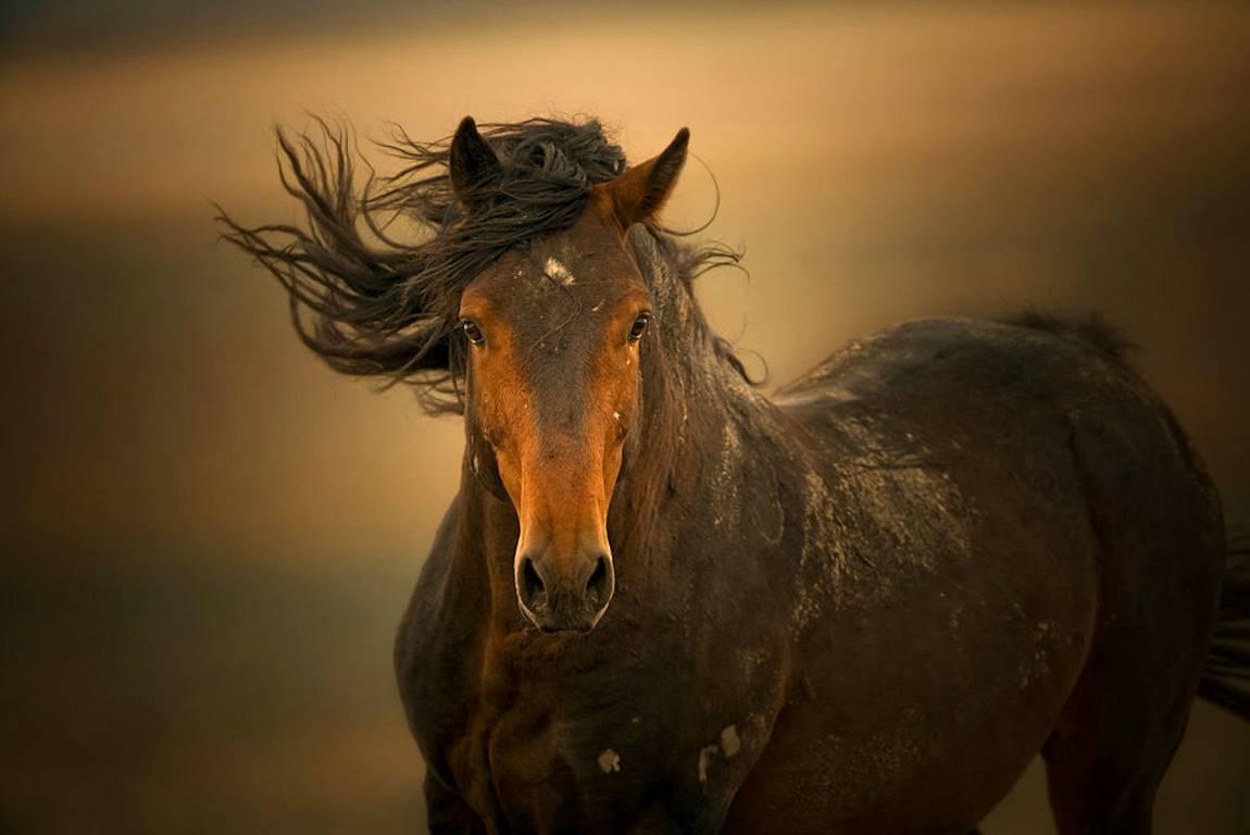 Kimerlee Curyl Color Photograph - "Esperanza, " Contemporary Wild Horse Photograph, 24" x 36"