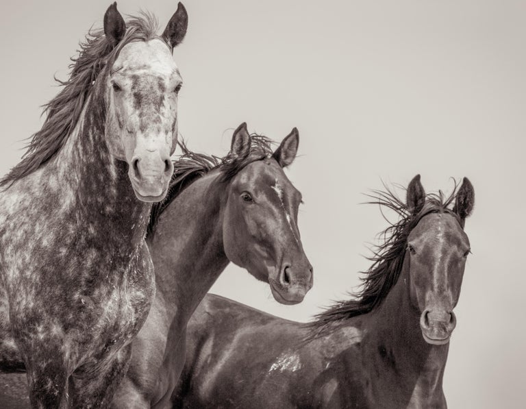 Kimerlee Curyl 'Familia', Wild Horses and Western Landscape Black and