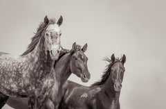 "Familia," Contemporary Black and White Wild Horses Photograph, 40" x 60" 