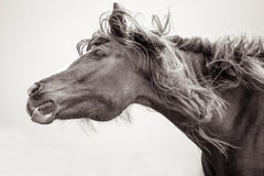 "Rockstar," Contemporary Wild Horse Photograph, 40" x 60" 