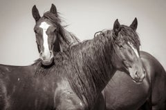 "Romeo and Juliet," Black and White Wild Horses Photograph, 30" x 45" 