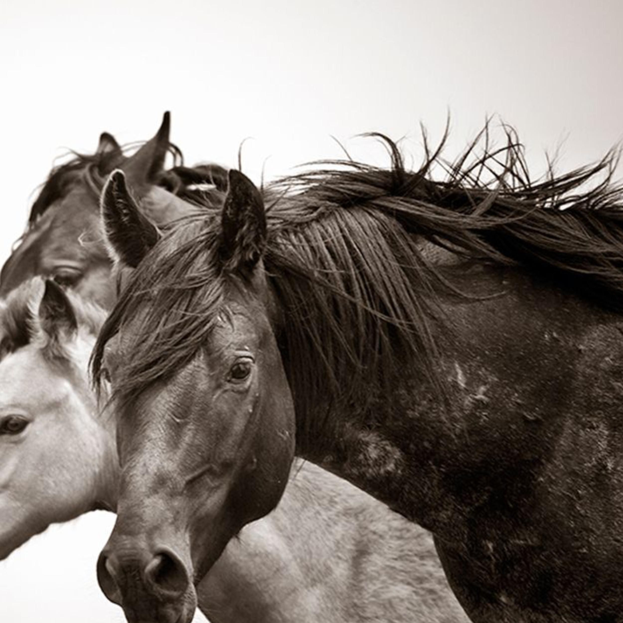 TOGETHER WE STAND - Photograph by Kimerlee Curyl