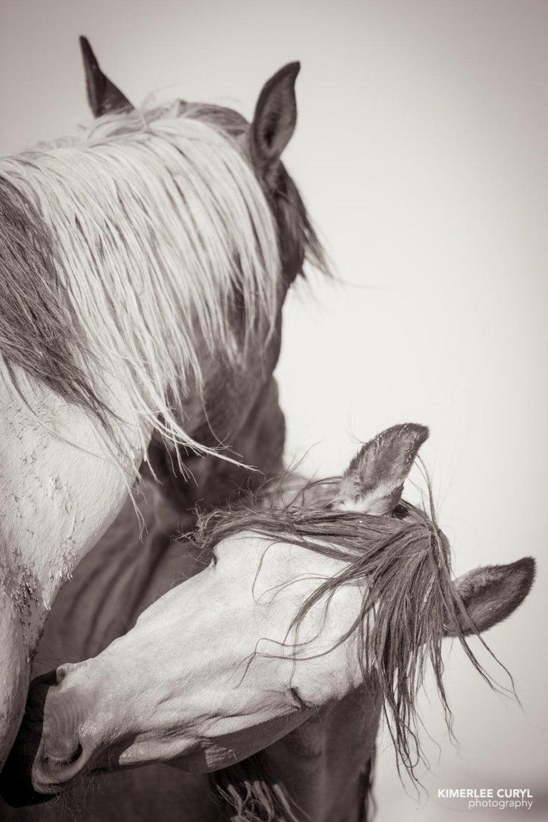 Kimerlee Curyl 'Turtle Doves', Wild Horses and Western Landscape