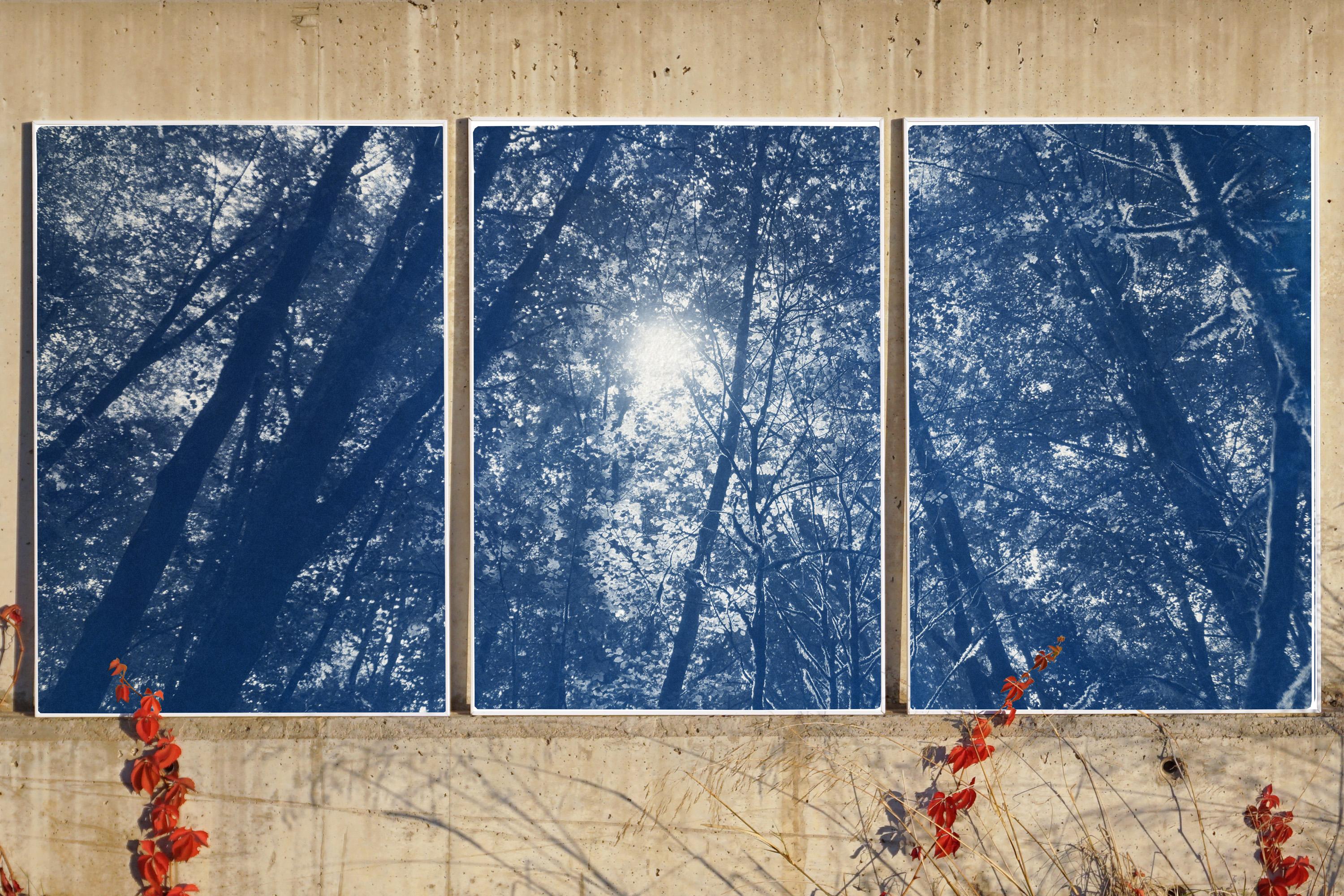 Blue Tones Forest Triptych, Looking Up Through The Trees, Limited Edition Cyano - Print by Kind of Cyan