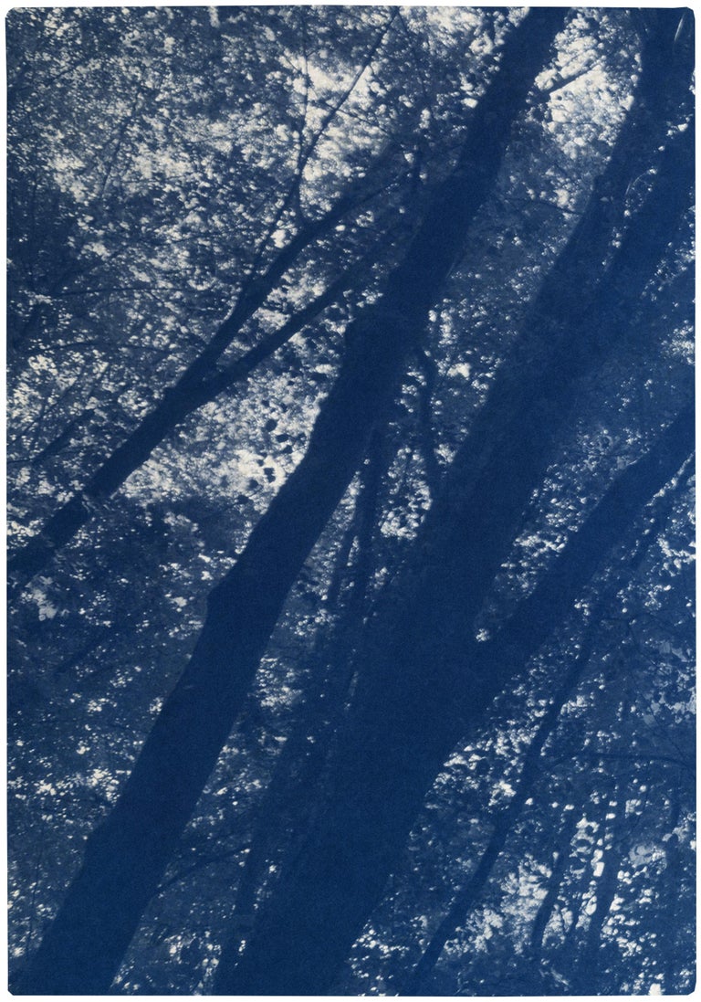 This is an exclusive handprinted limited edition cyanotype.

This beautiful triptych displays a tranquil forest scene where the sunlight travels delicately through the trees. 

Details:
+ Title: Looking Up Through The Trees
+ Year: 2021
+ Edition