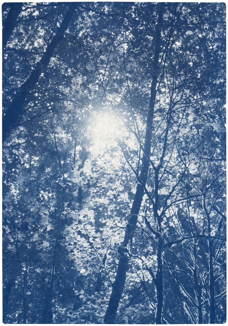 Blue Tones Forest Triptych, Looking Up Through The Trees, Limited Edition Cyano For Sale 1