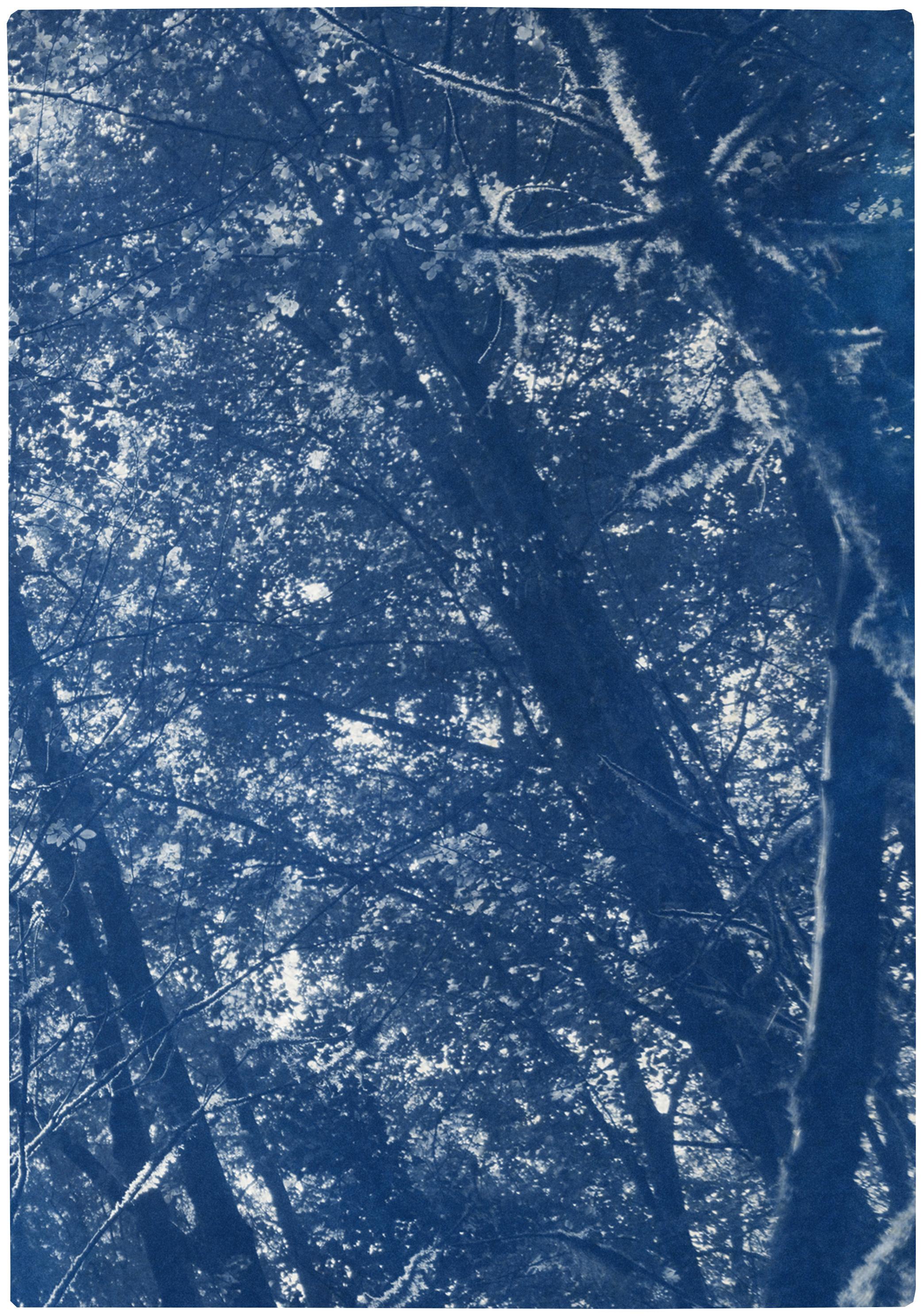 Blue Tones Forest Triptych, Looking Up Through The Trees, Limited Edition Cyano - Realist Print by Kind of Cyan