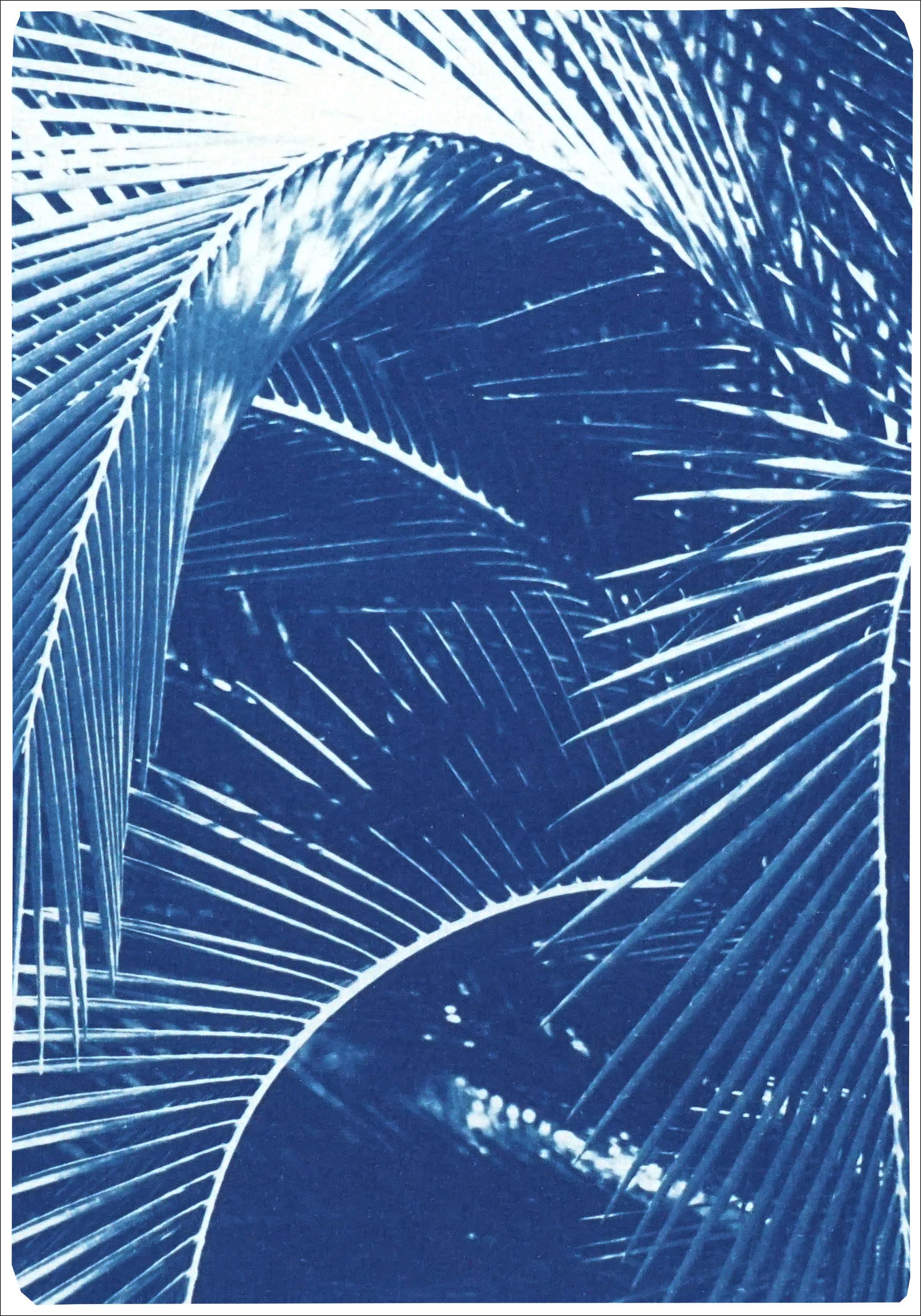 This is an exclusive handprinted limited edition cyanotype of a beautiful palm trees tropical garden. 

Details:
+ Title: Shady Majesty Palm Leaves
+ Year: 2021
+ Edition Size: 100
+ Stamped and Certificate of Authenticity provided
+ Measurements :