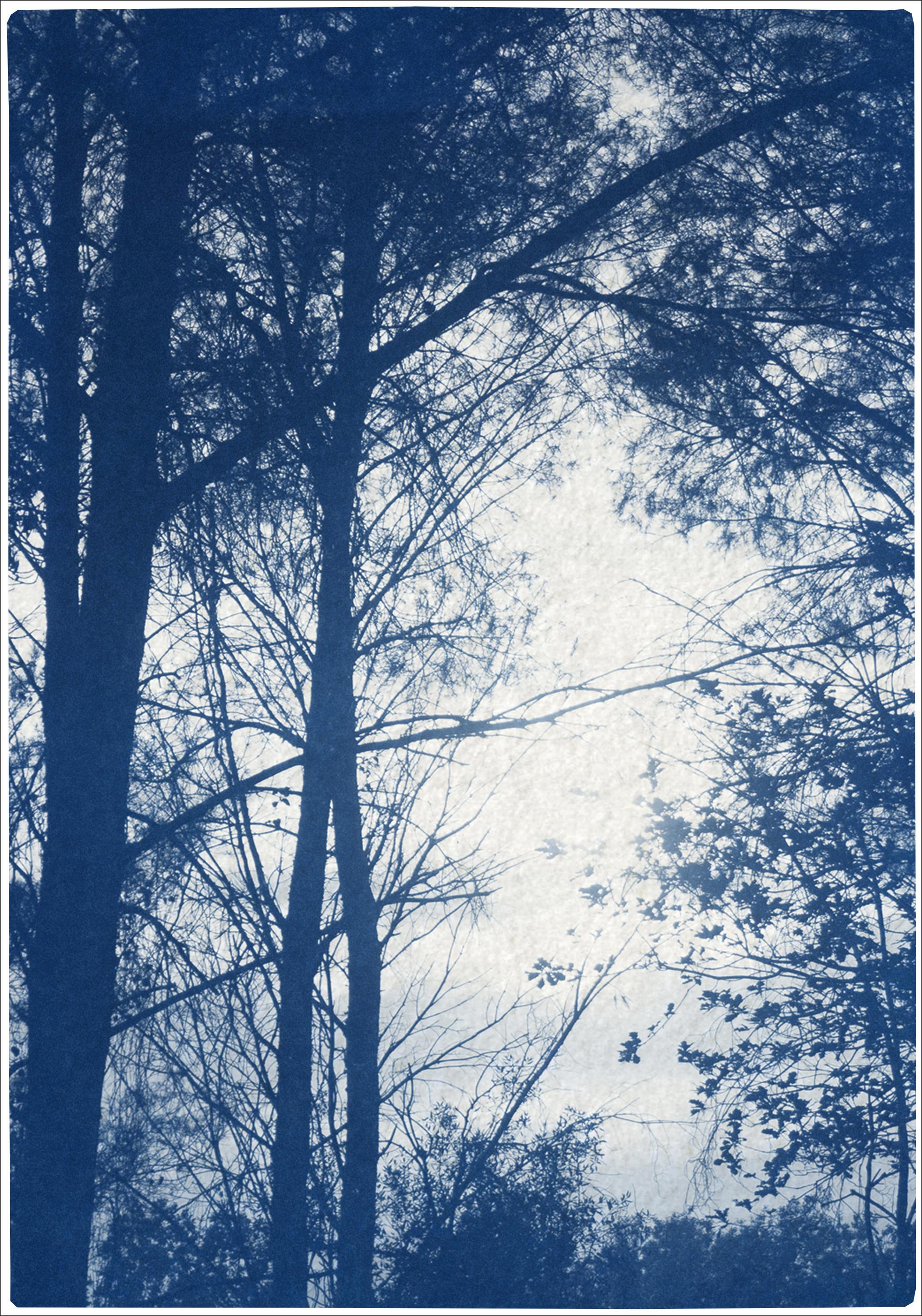 Silhouette de coucher de soleil en forêt, grand triptyque de la nature bleue, cyanotype sur papier, 2021 - Bleu Landscape Photograph par Kind of Cyan