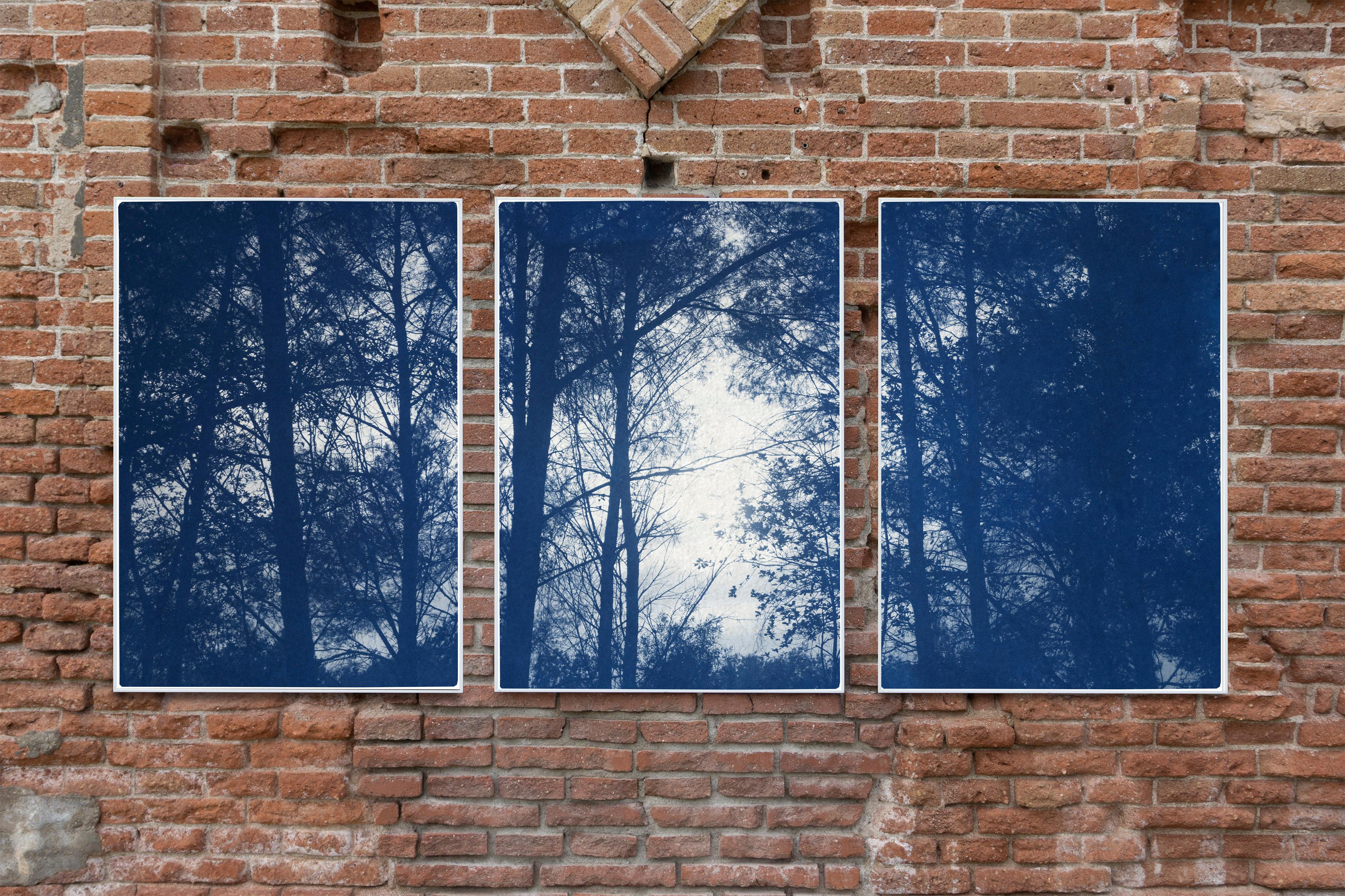 Forest Silhouette Sunset, Blue Nature Large Triptych, Cyanotype on Paper, 2021 - American Realist Photograph by Kind of Cyan