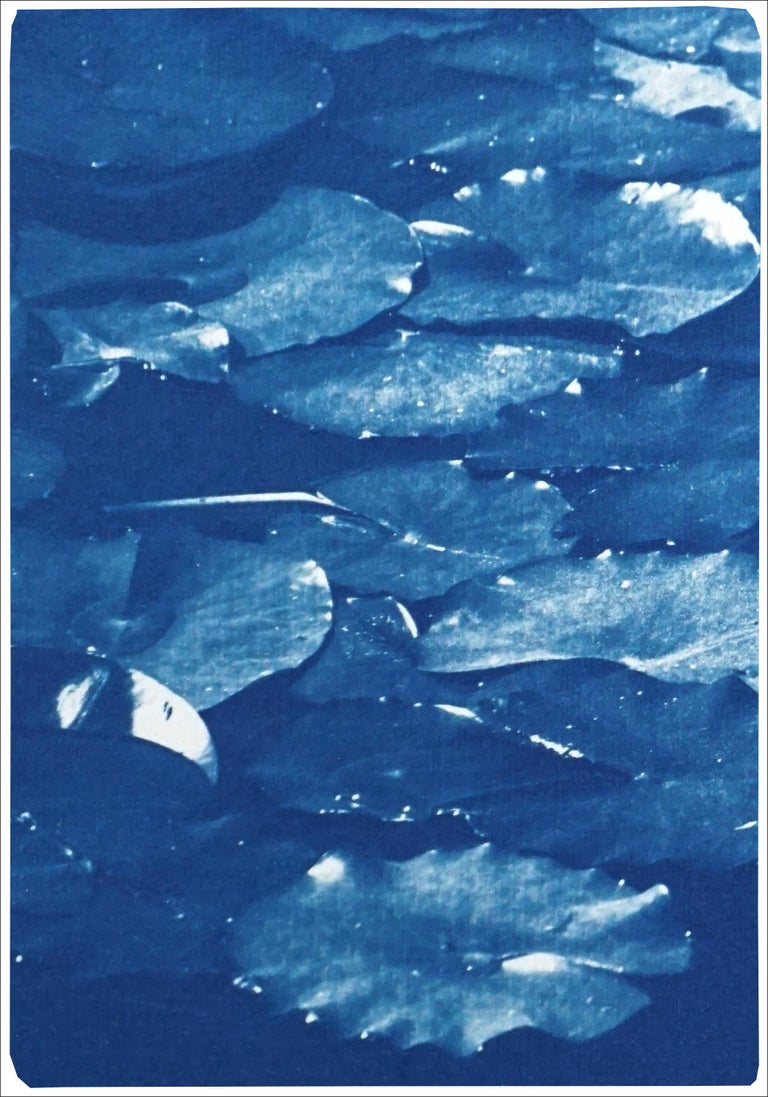 Kind of Cyan Lilypad Pond Triptych, Large Cyanotype on Watercolor