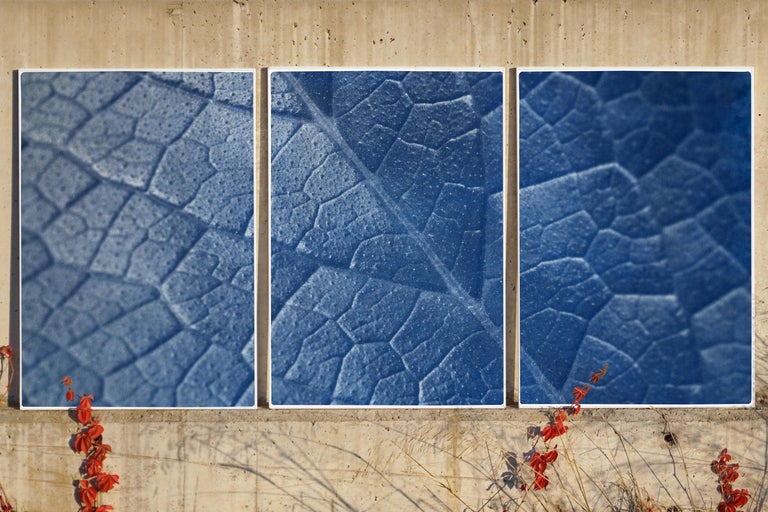 Macro Leaf Triptych in Blue Tones, Cyanotype Print Multi Panels, Botanical Art - Painting by Kind of Cyan