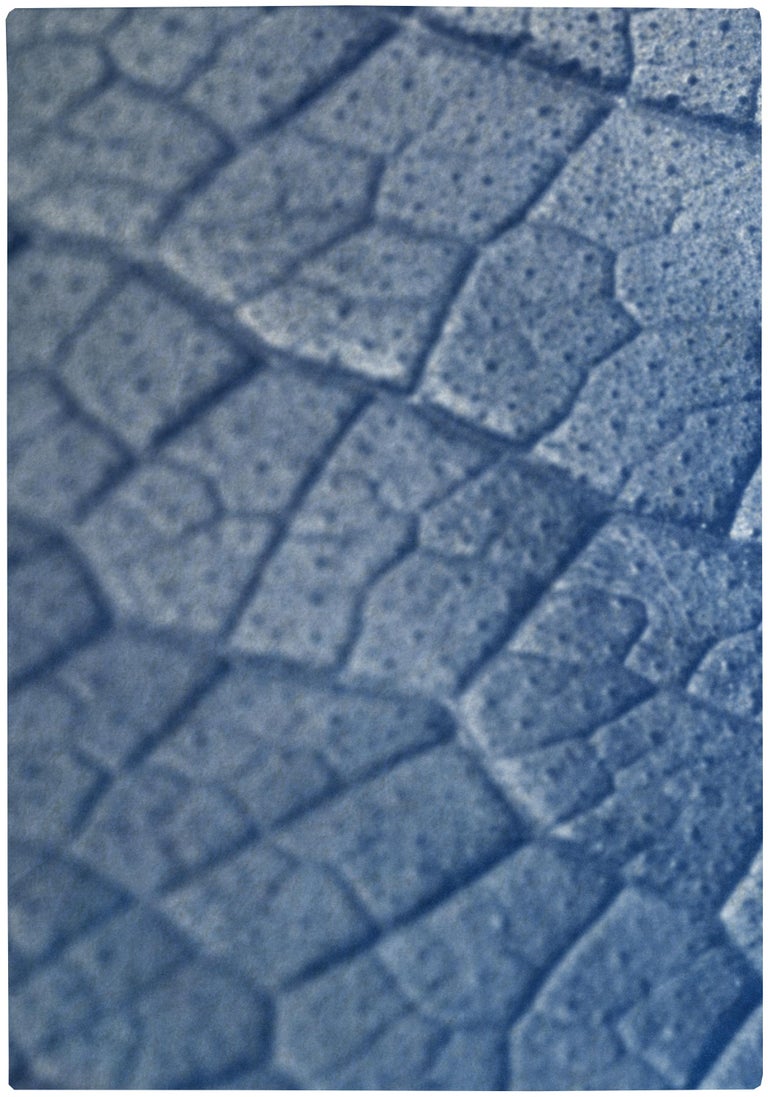 This is an exclusive handprinted limited edition cyanotype of a detailed macro leaf triptych. 

Details:
+ Title: Macro Leaf
+ Year: 2021
+ Edition Size: 100
+ Stamped and Certificate of Authenticity provided
+ Measurements : 100x210 cm (40 x 84