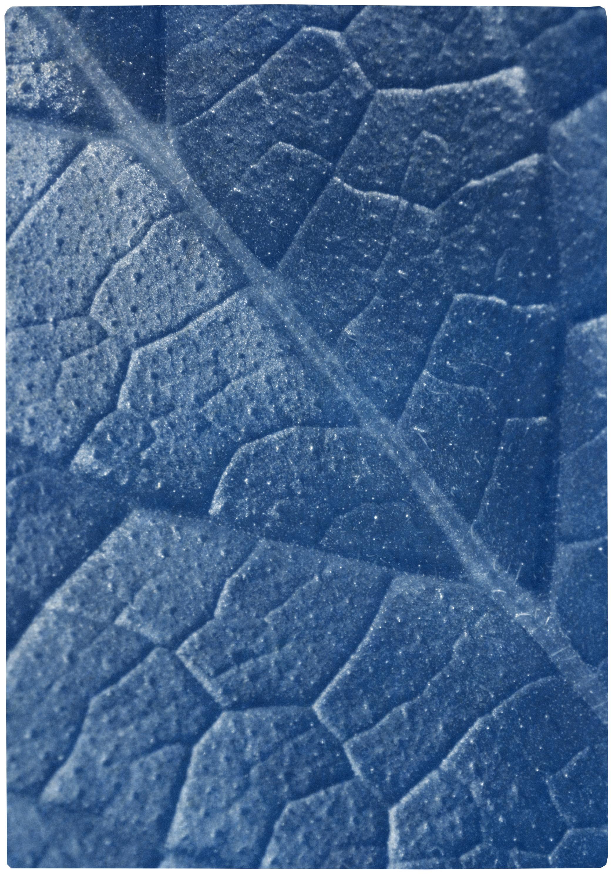 Macro Leaf Triptych in Blue Tones, Cyanotype Print Multi Panels, Botanical Art - Realist Painting by Kind of Cyan