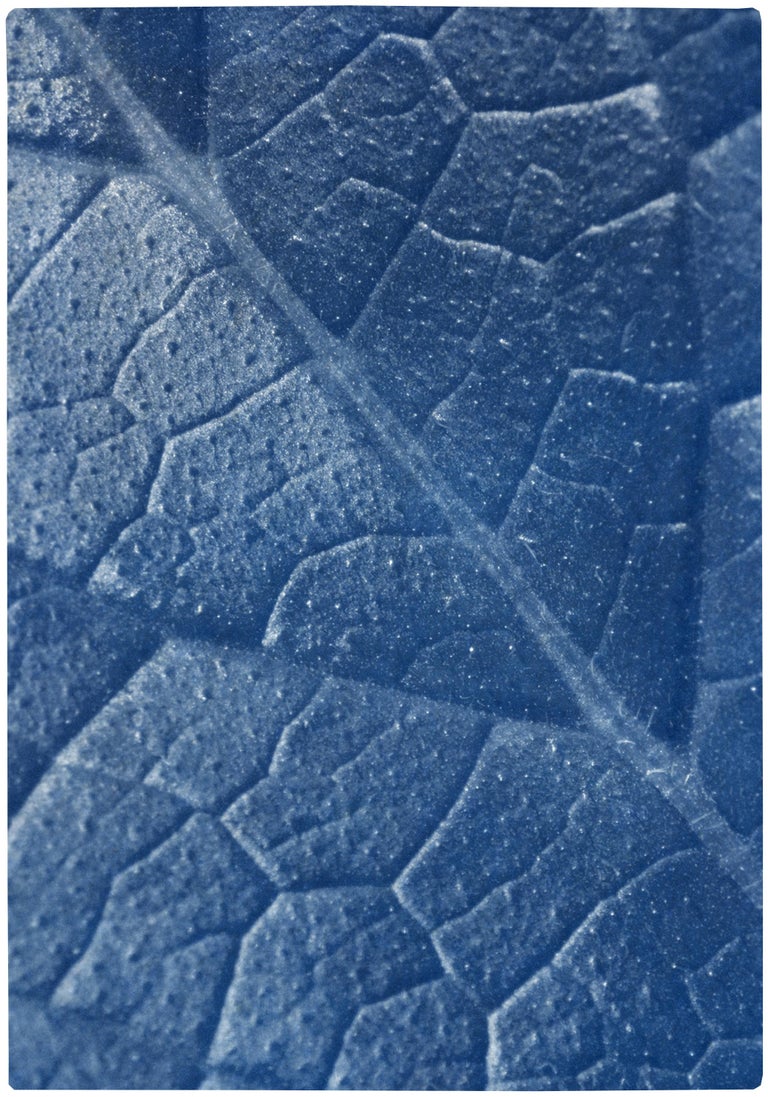 Macro Leaf Triptych in Blue Tones, Cyanotype Print Multi Panels, Botanical Art For Sale 1