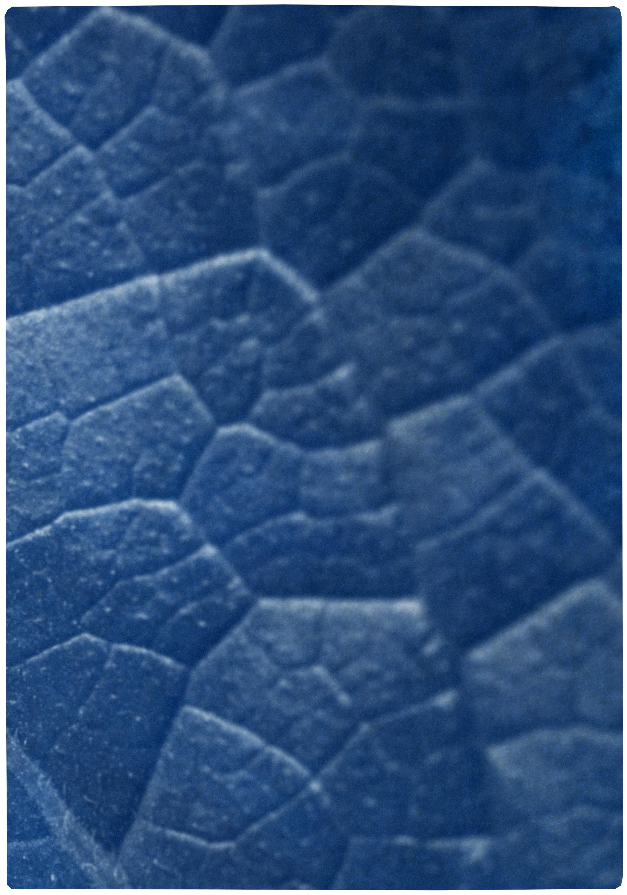 This is an exclusive handprinted limited edition cyanotype of a detailed macro leaf triptych. 

Details:
+ Title: Macro Leaf
+ Year: 2021
+ Edition Size: 100
+ Stamped and Certificate of Authenticity provided
+ Measurements : 100x210 cm (40 x 84