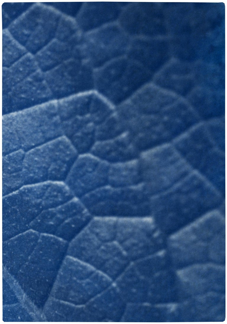Macro Leaf Triptych in Blue Tones, Cyanotype Print Multi Panels, Botanical Art For Sale 2