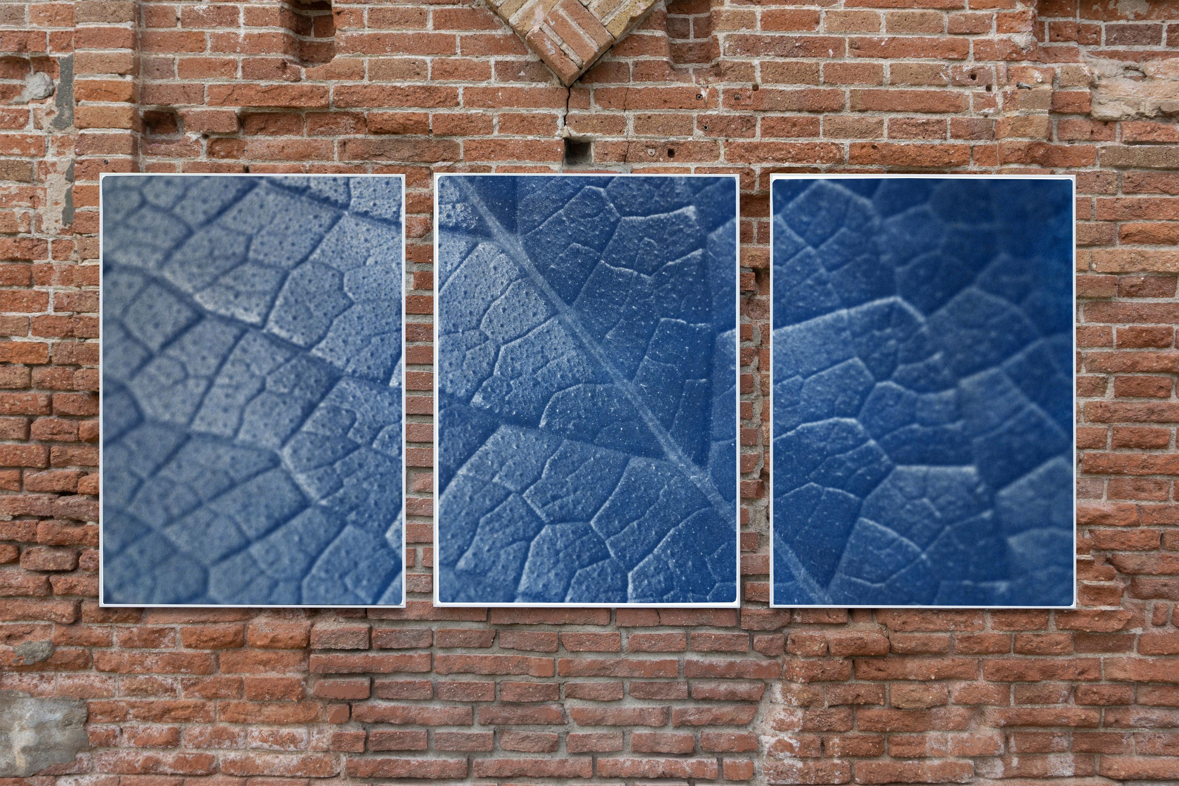 Macro Leaf Triptych in Blue Tones, Cyanotype Print Multi Panels, Botanical Art 1