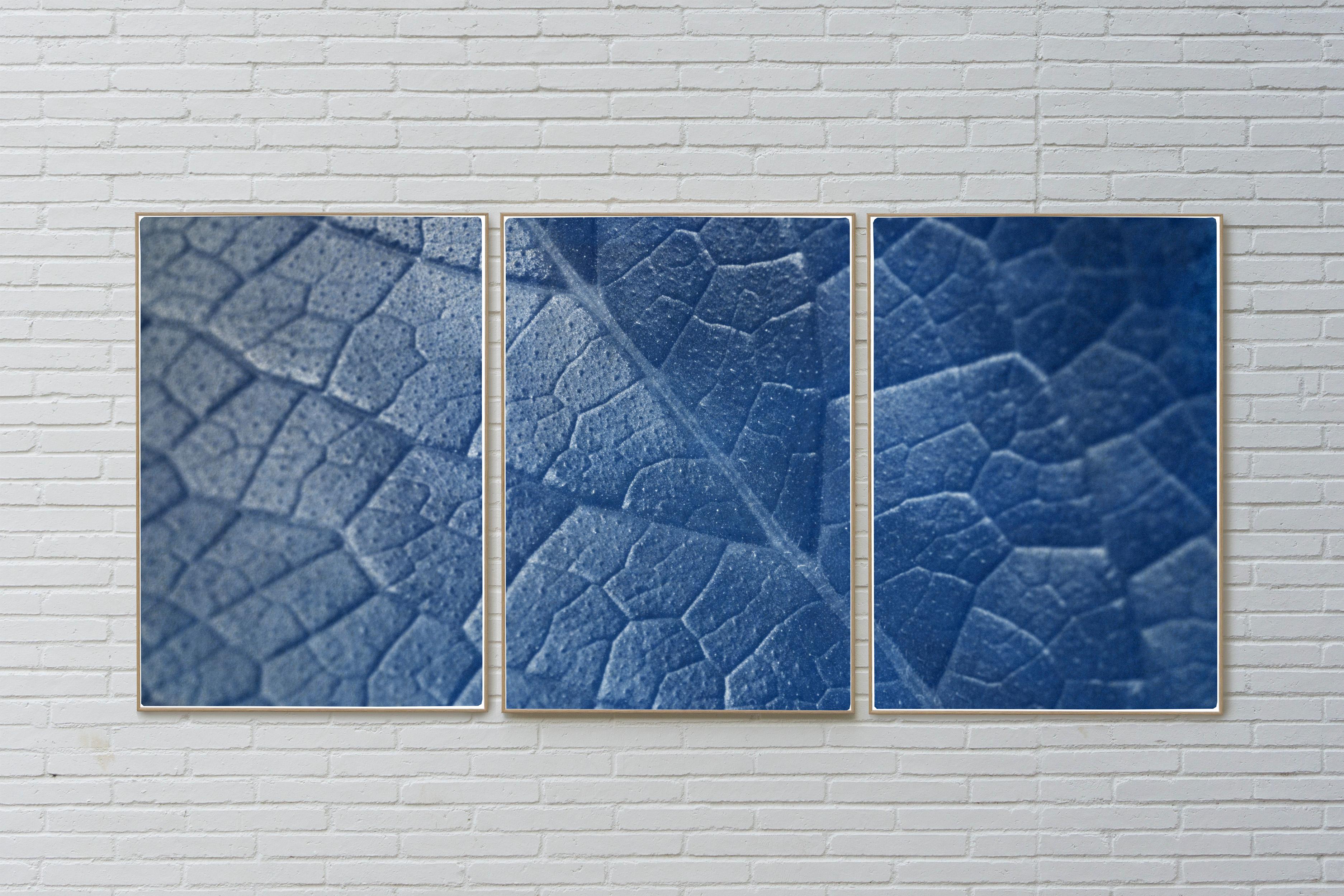 Macro Leaf Triptych in Blue Tones, Cyanotype Print Multi Panels, Botanical Art 2