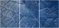 Macro Leaf Triptych in Blue Tones, Cyanotype Print Multi Panels, Botanical Art