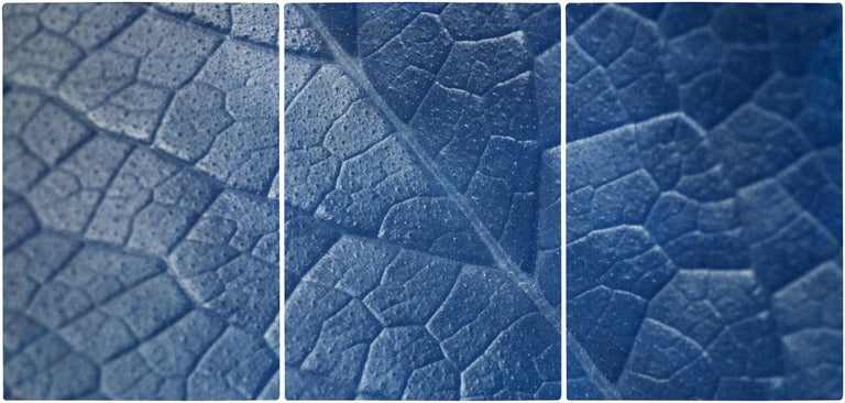 Kind of Cyan Still-Life Painting - Macro Leaf Triptych in Blue Tones, Cyanotype Print Multi Panels, Botanical Art