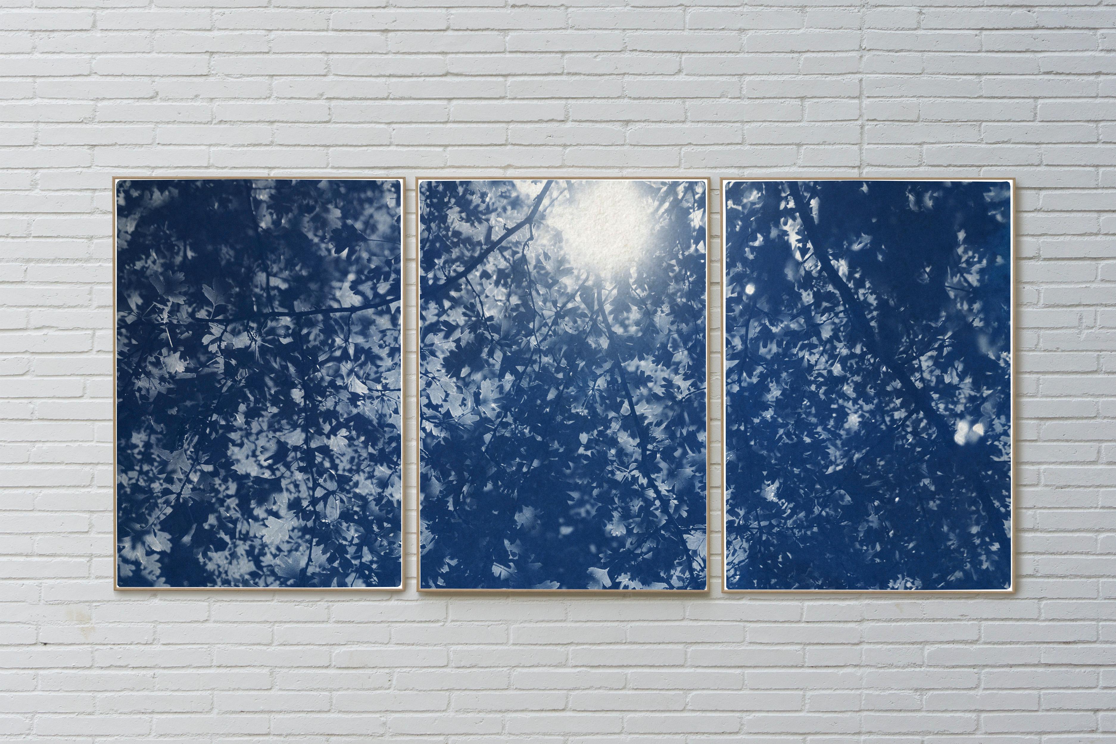 This is an exclusive handprinted limited edition cyanotype.

This beautiful triptych displays a pleasant forest scene where the sunlight travels delicately through the branches and leaves. 

Details:
+ Title: Sunlight Through Forest Branches 
+