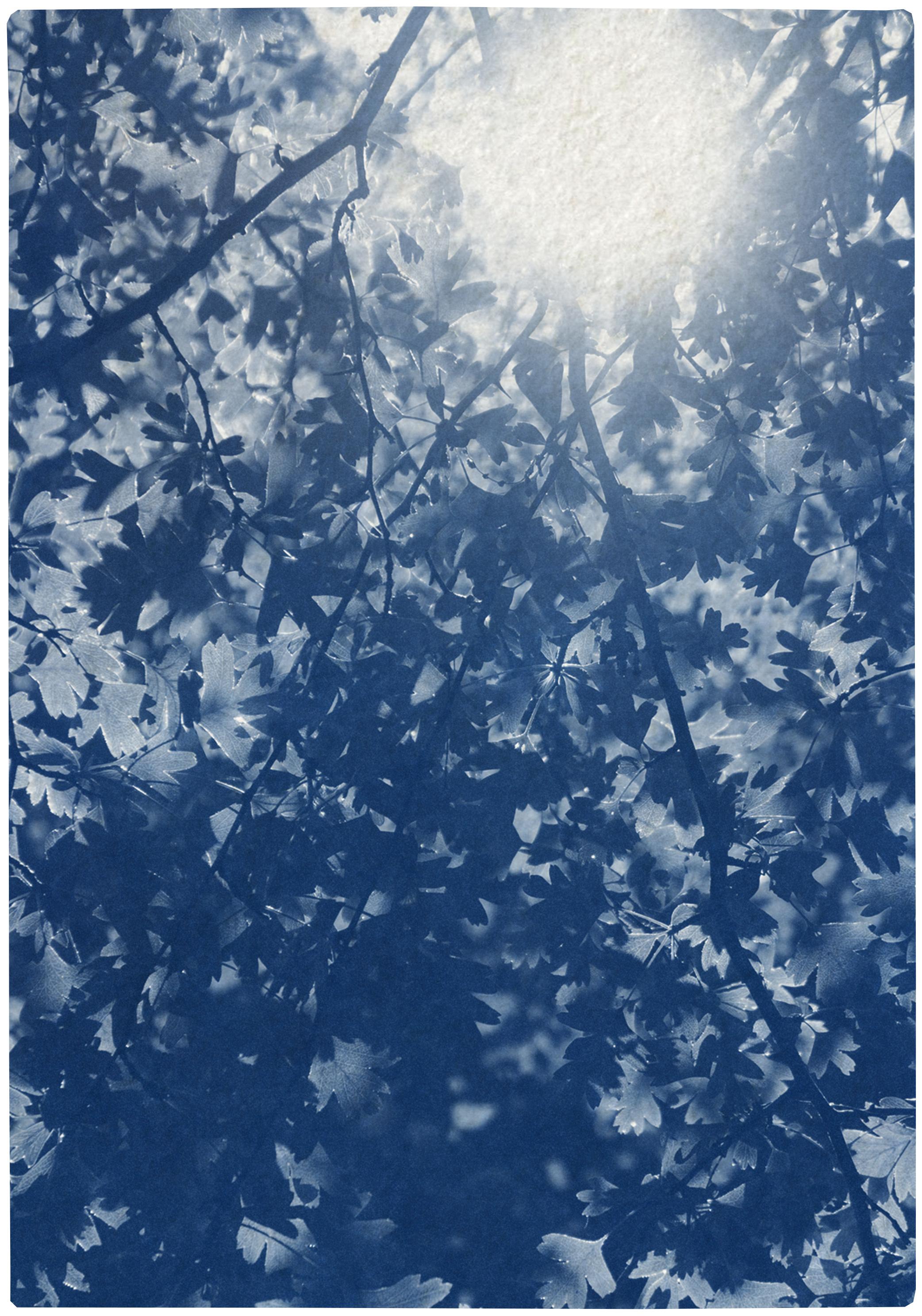 Sunlight Through Forest Branches, Blue Tones Triptych, Botanical Cyanotype Print 2