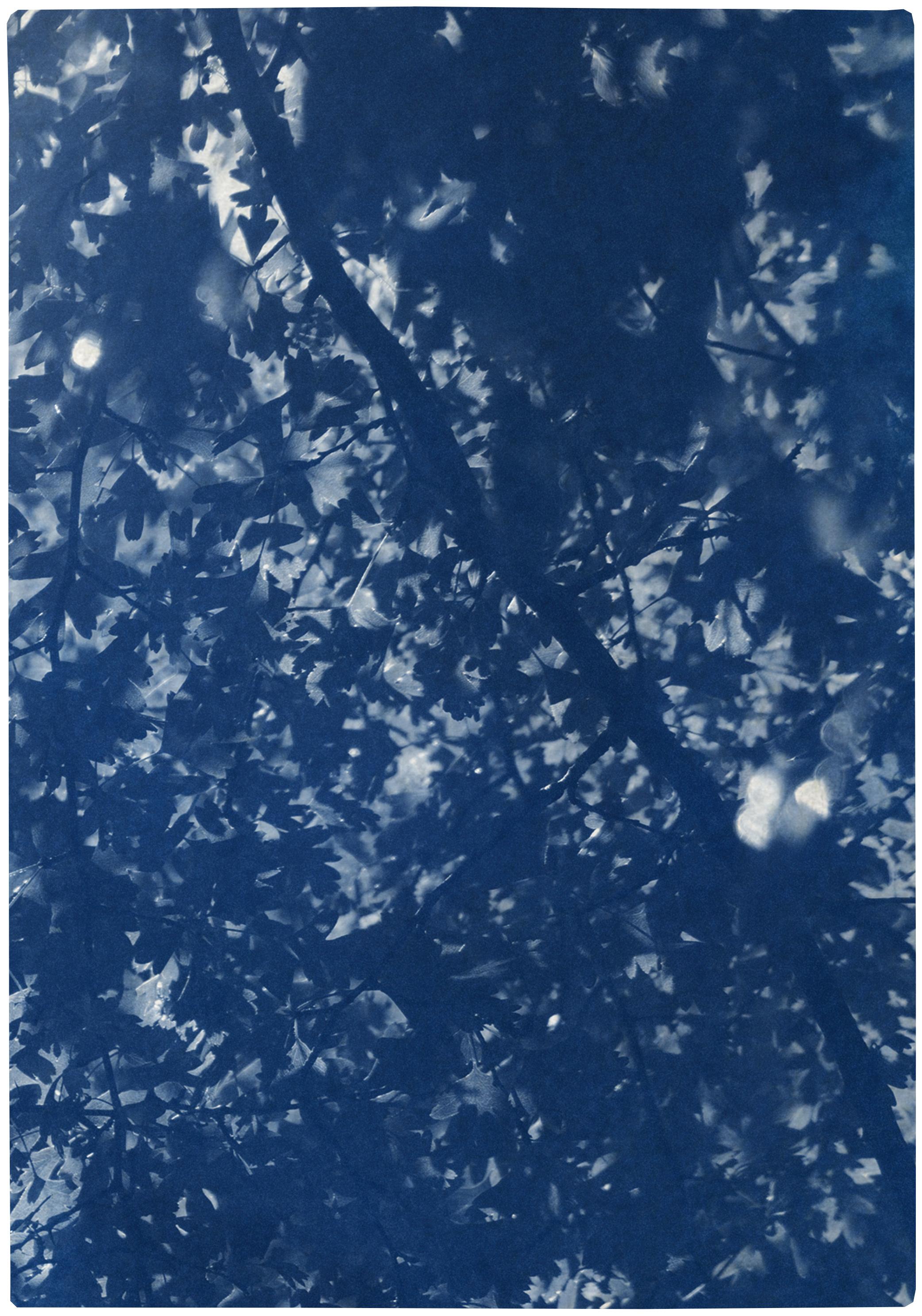 Sunlight Through Forest Branches, Blue Tones Triptych, Botanical Cyanotype Print 3