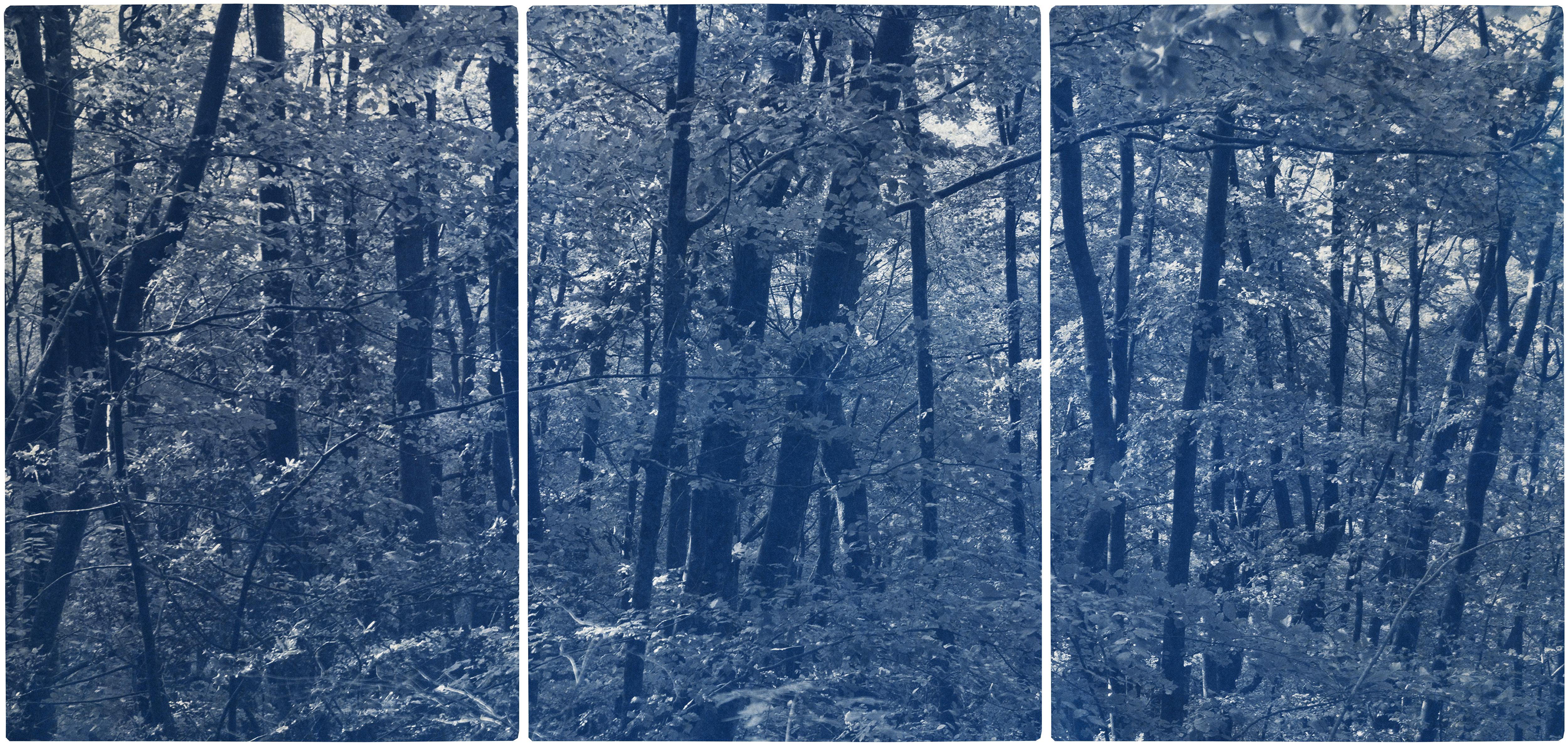 Walking in the Woods, Forest Landscape Cyanotype Print, Limited Edition, Blue