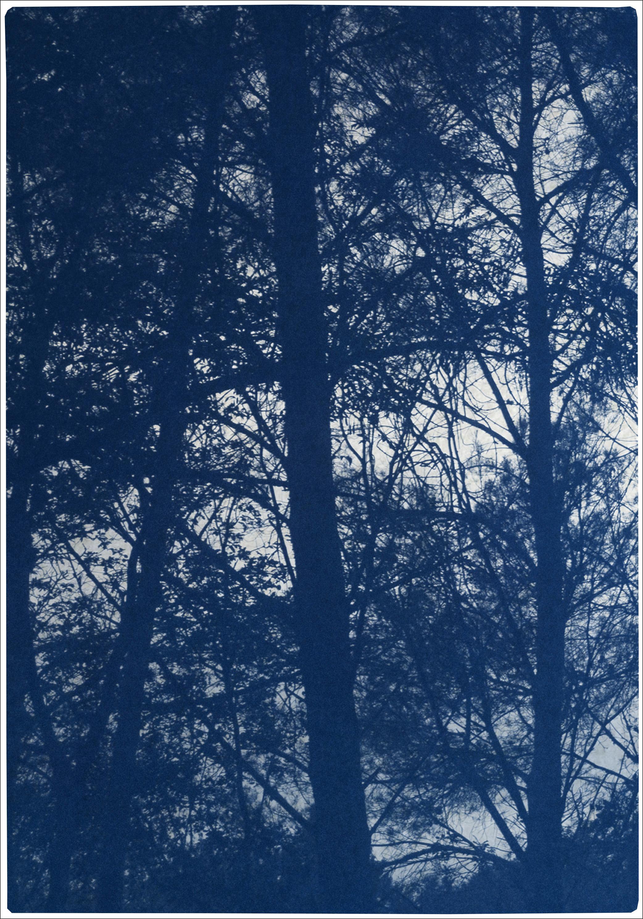 Forest Silhouette Sonnenuntergang, Blau Nature Großes Triptychon, Cyanotype auf Papier, 2025 (Realismus), Print, von Kind of Cyan