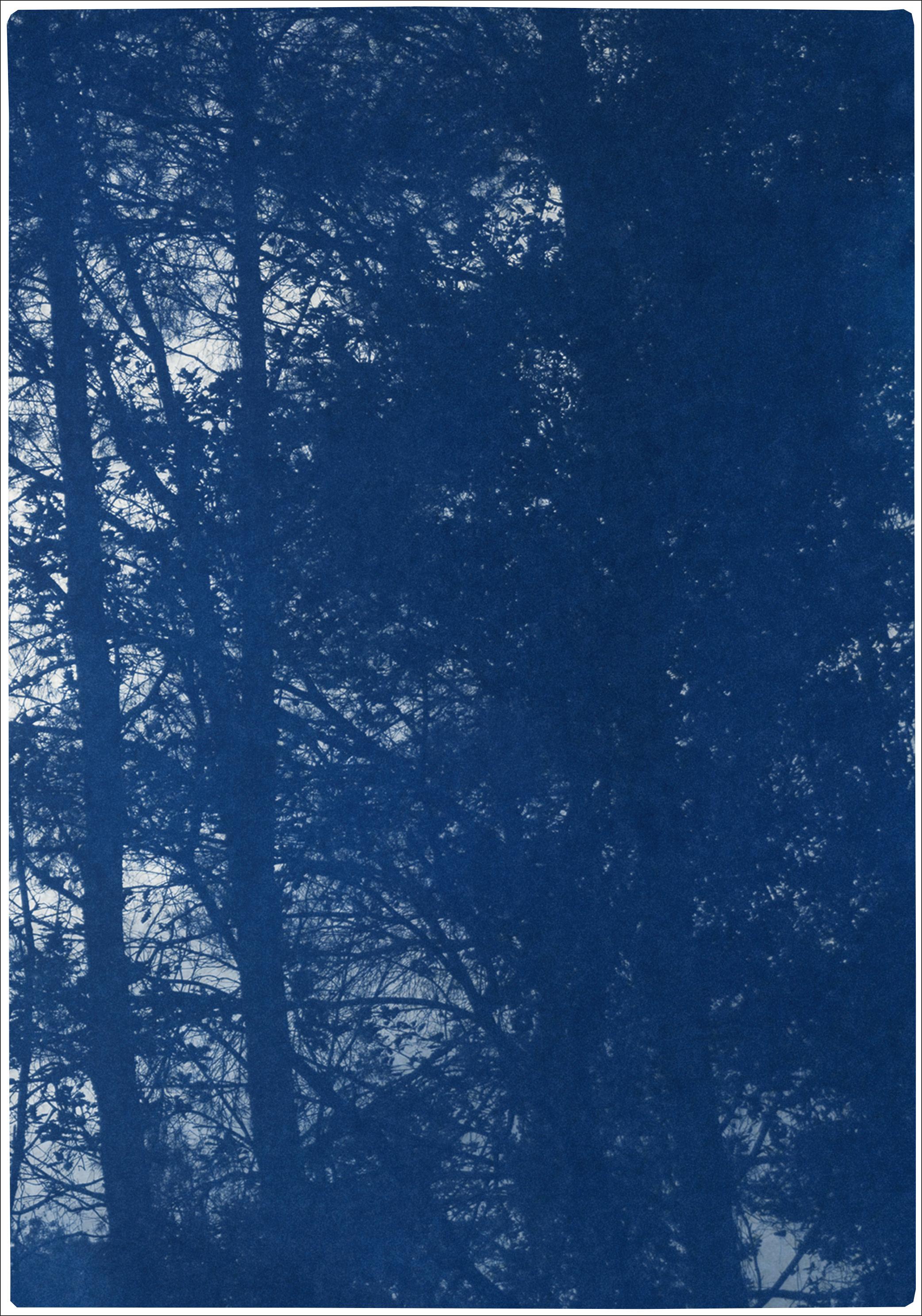 Forest Silhouette Sonnenuntergang, Blau Nature Großes Triptychon, Cyanotype auf Papier, 2025 im Angebot 1