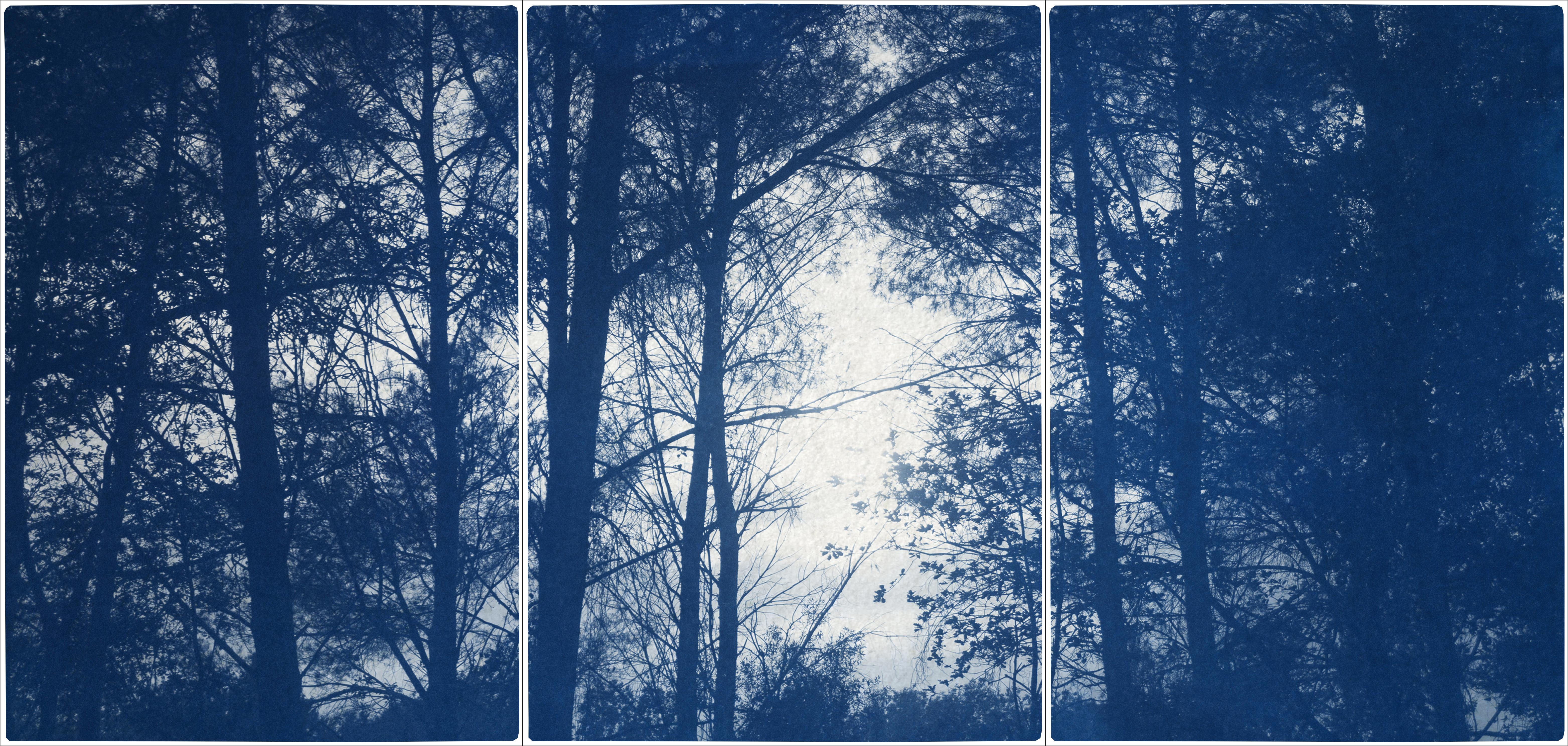 Forest Silhouette Sonnenuntergang, Blau Nature Großes Triptychon, Cyanotype auf Papier, 2025