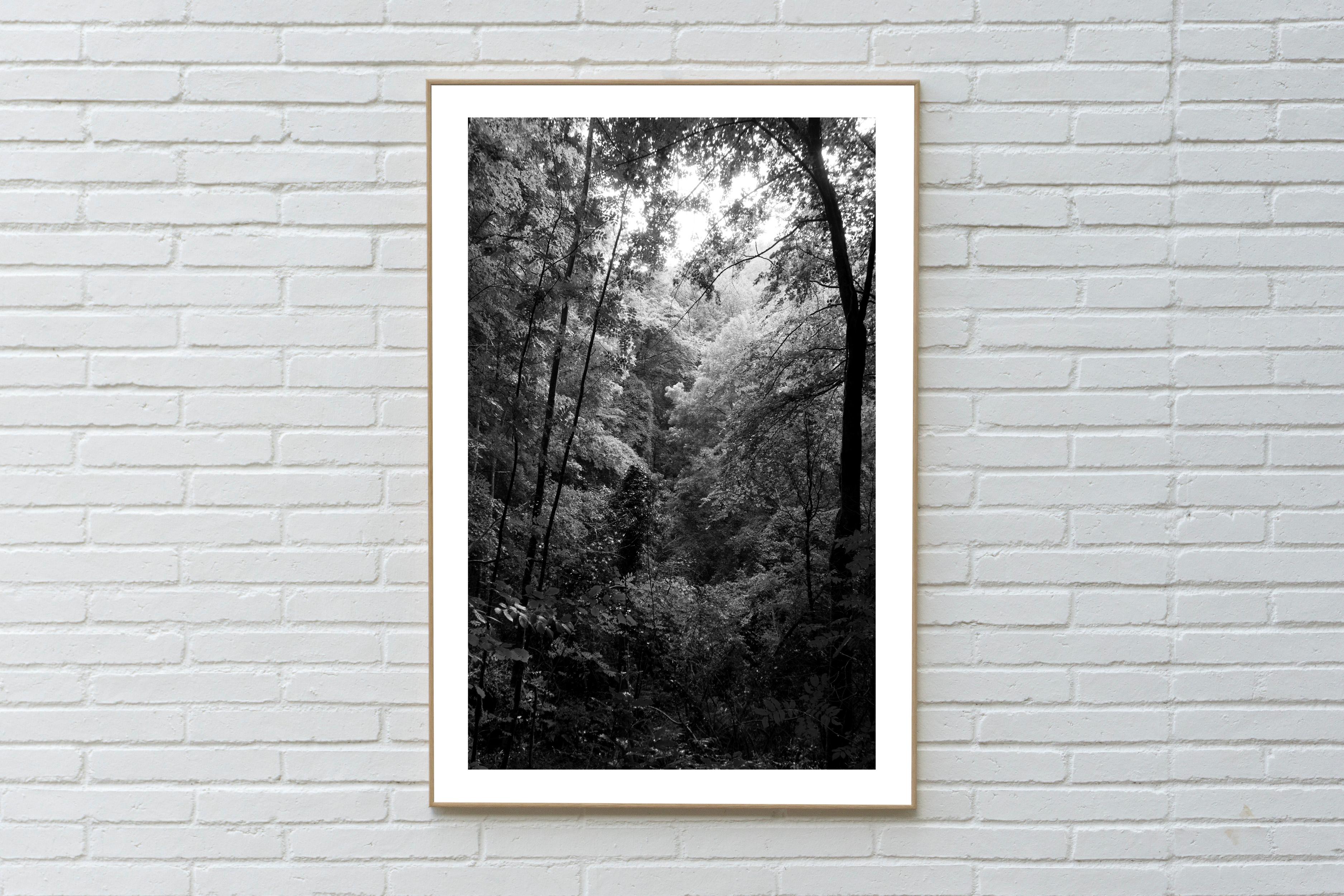 Spätnachmittag Wald Lights,  Schwarz-Weiß-Landschaft Limitierter Giiclée-Druck  – Photograph von Kind of Cyan