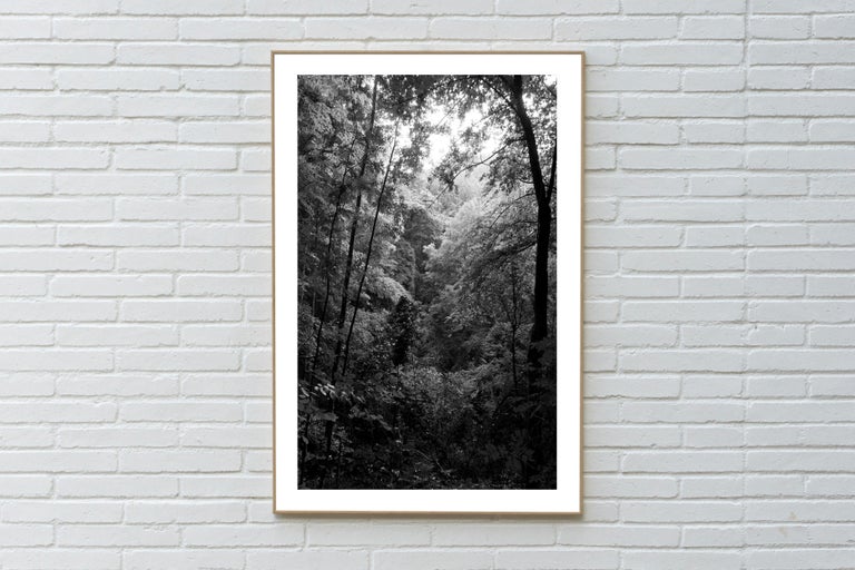 Late Afternoon Forest Light, Large Black and White Landscape Giclée Print, 2021 - Photograph by Kind of Cyan