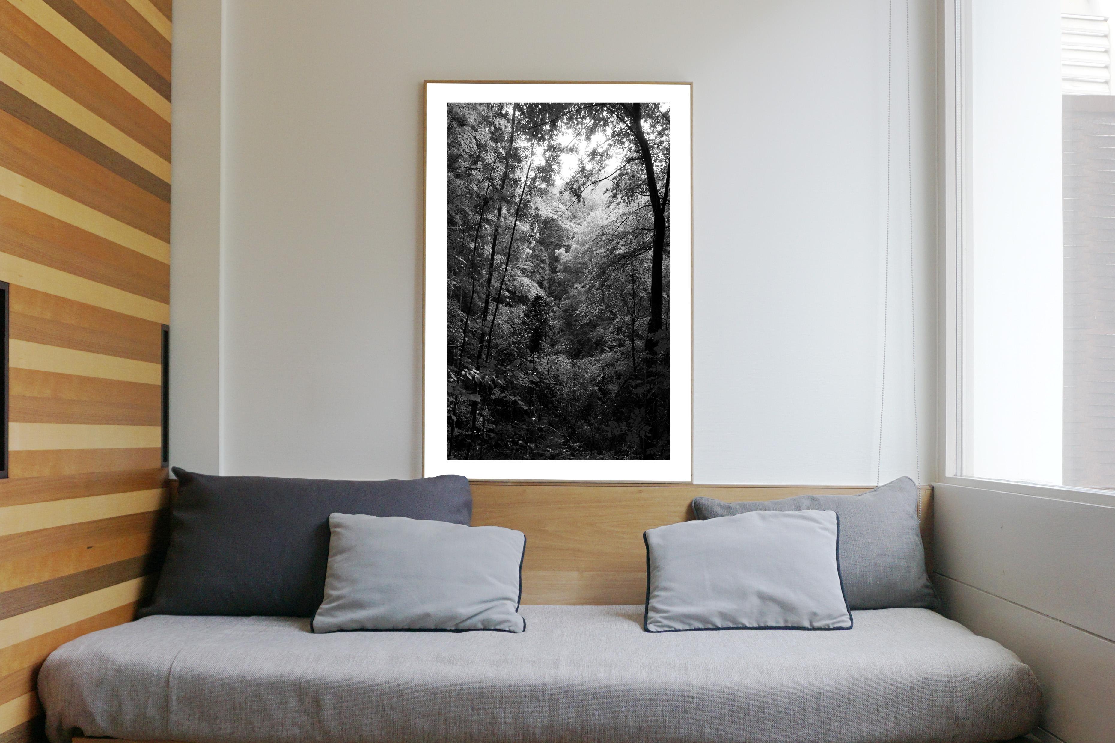 Spätnachmittag Wald Lights,  Schwarz-Weiß-Landschaft Limitierter Giiclée-Druck  (Realismus), Photograph, von Kind of Cyan